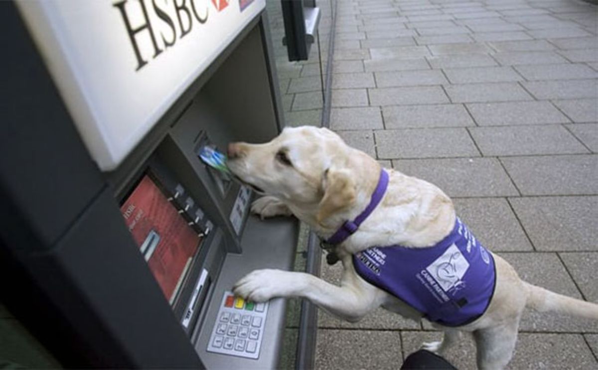 a yellow labrador taking a card out of a grey atm