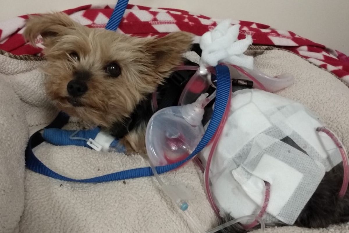 black and brown yorkshire terrier attached to medical equipment