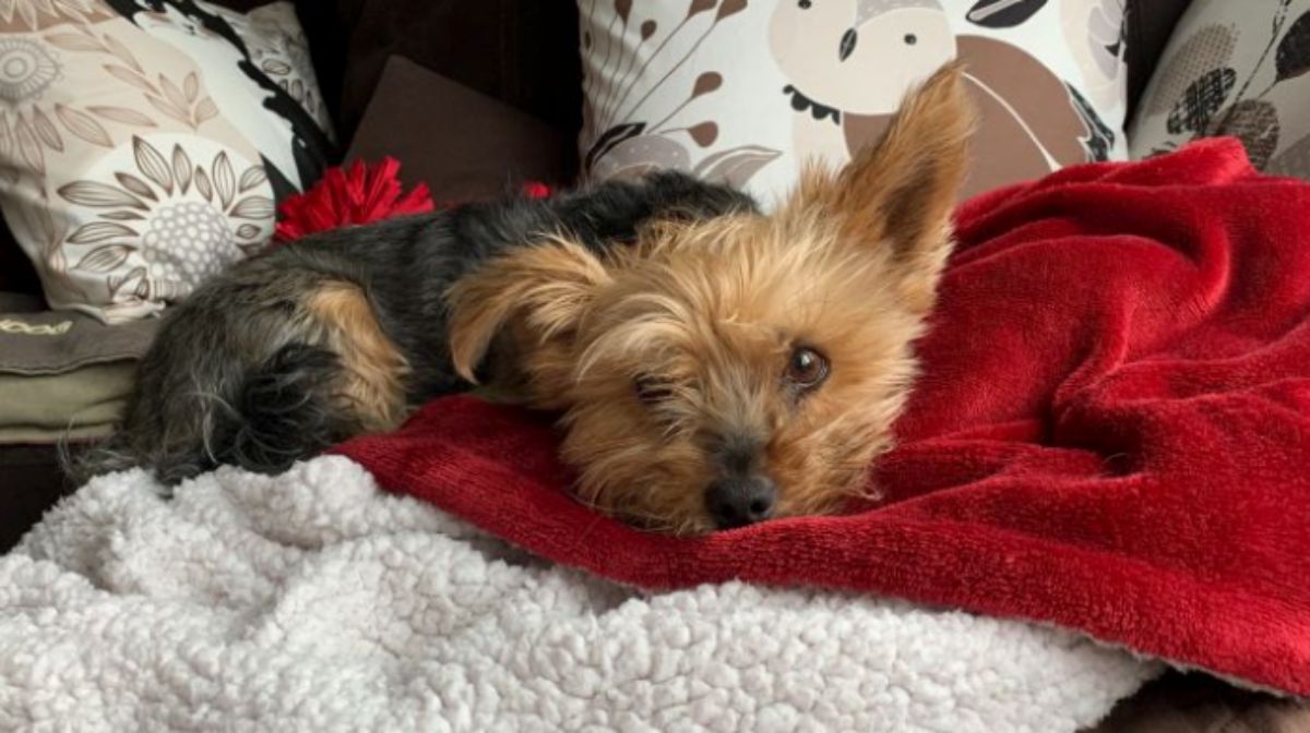 black and brown yorkshire terrier lying on black and red blankets