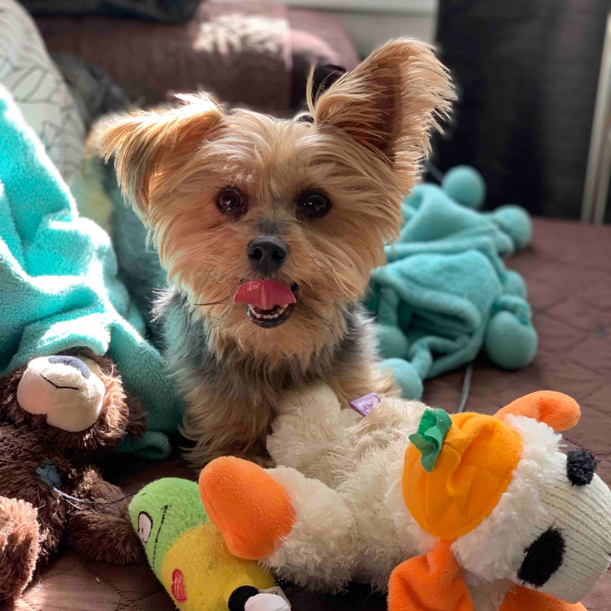 black and brown yorkshire terrier sitting surrounded by stuffed toys