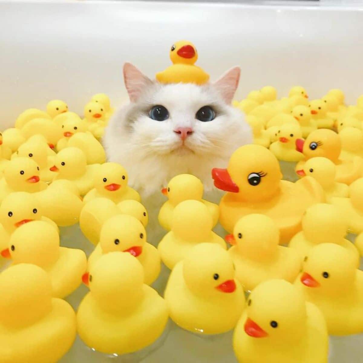 white cat sitting in a bathtub filled with water amid a bunch of yellow rubber ducks with another rubber duck on its head