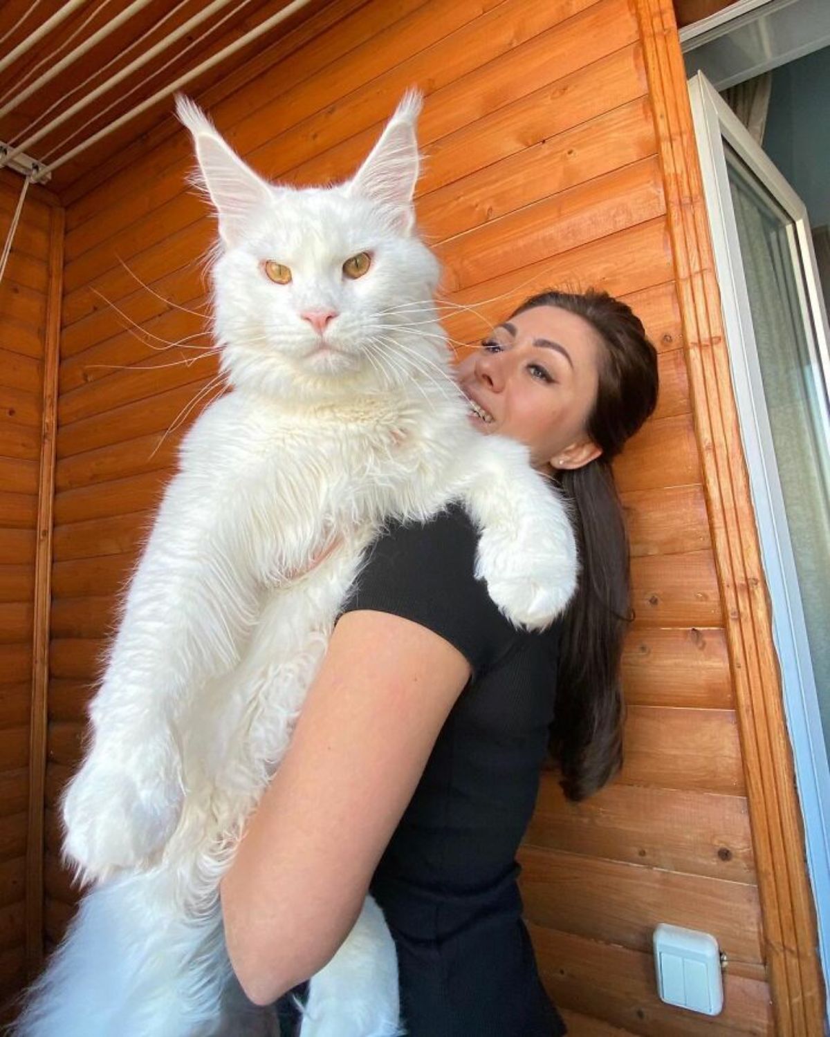 woman carrying a large white maine coon cat with both facing the camera