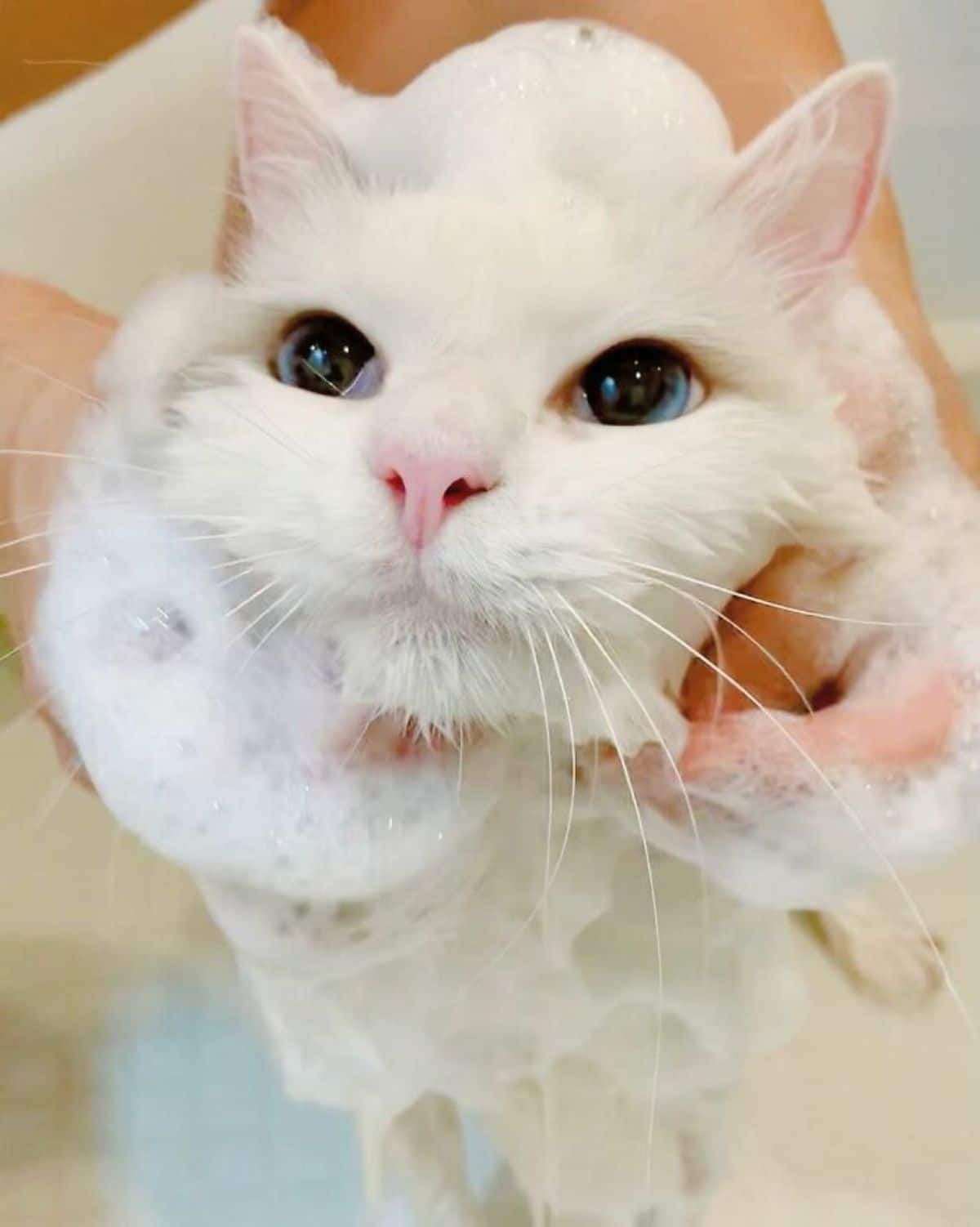 white cat getting soaped up