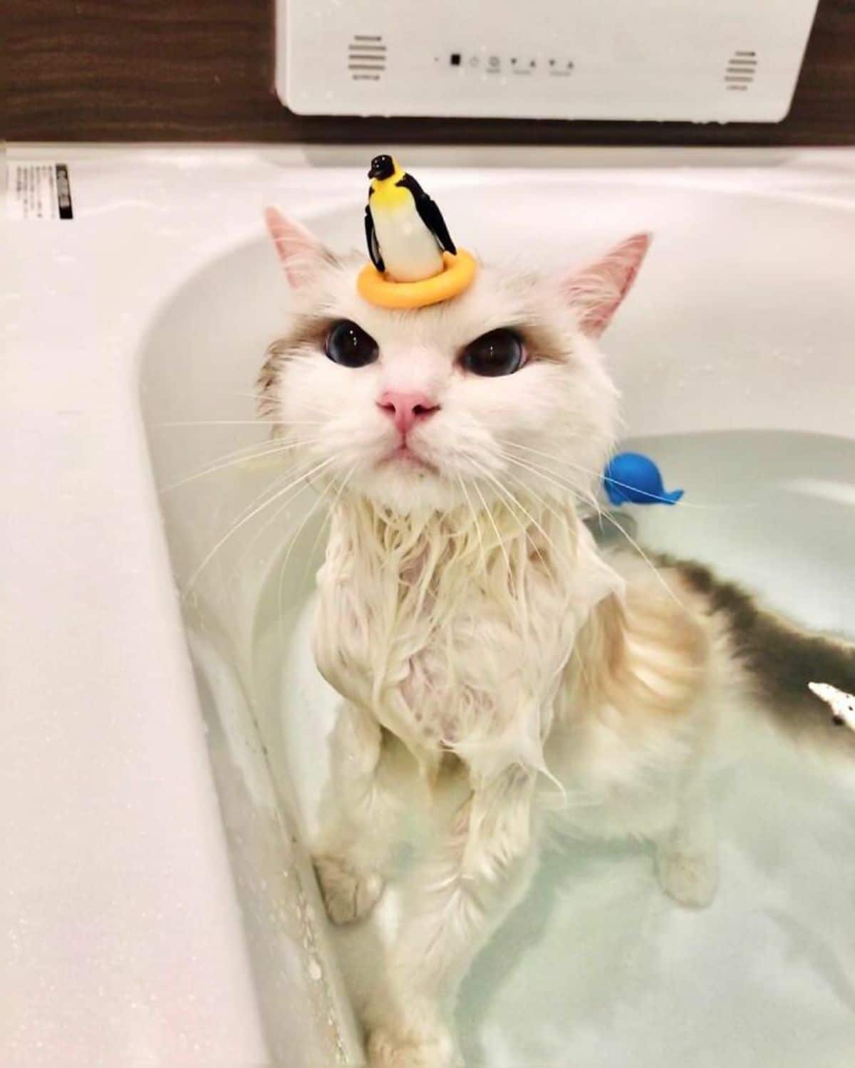 wet white cat in a water-filled bathtub with a toy penguin on the head