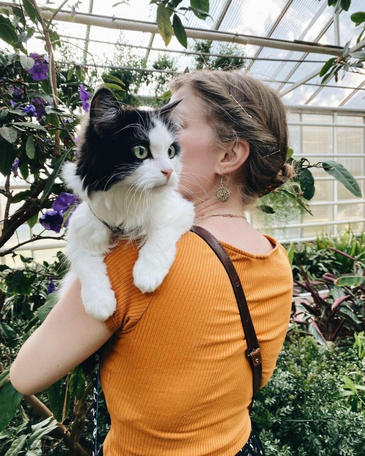 black and white fluffy cat on someone's shoulder in a greenhouse or nursery next to purple flower plants