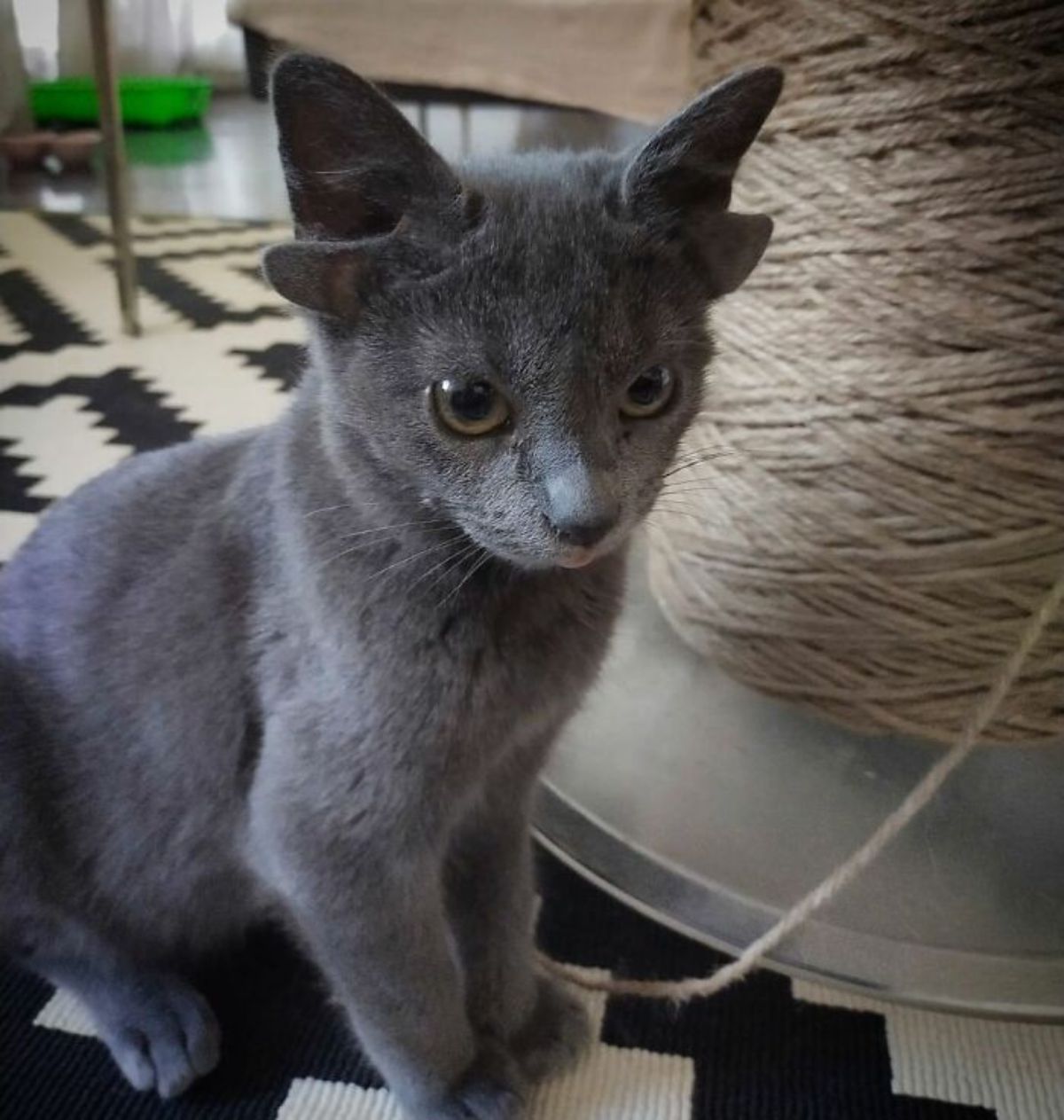 grey kitten with four ears sitting on a black and white rug next to a silver table with a large spool of white yarn on the table