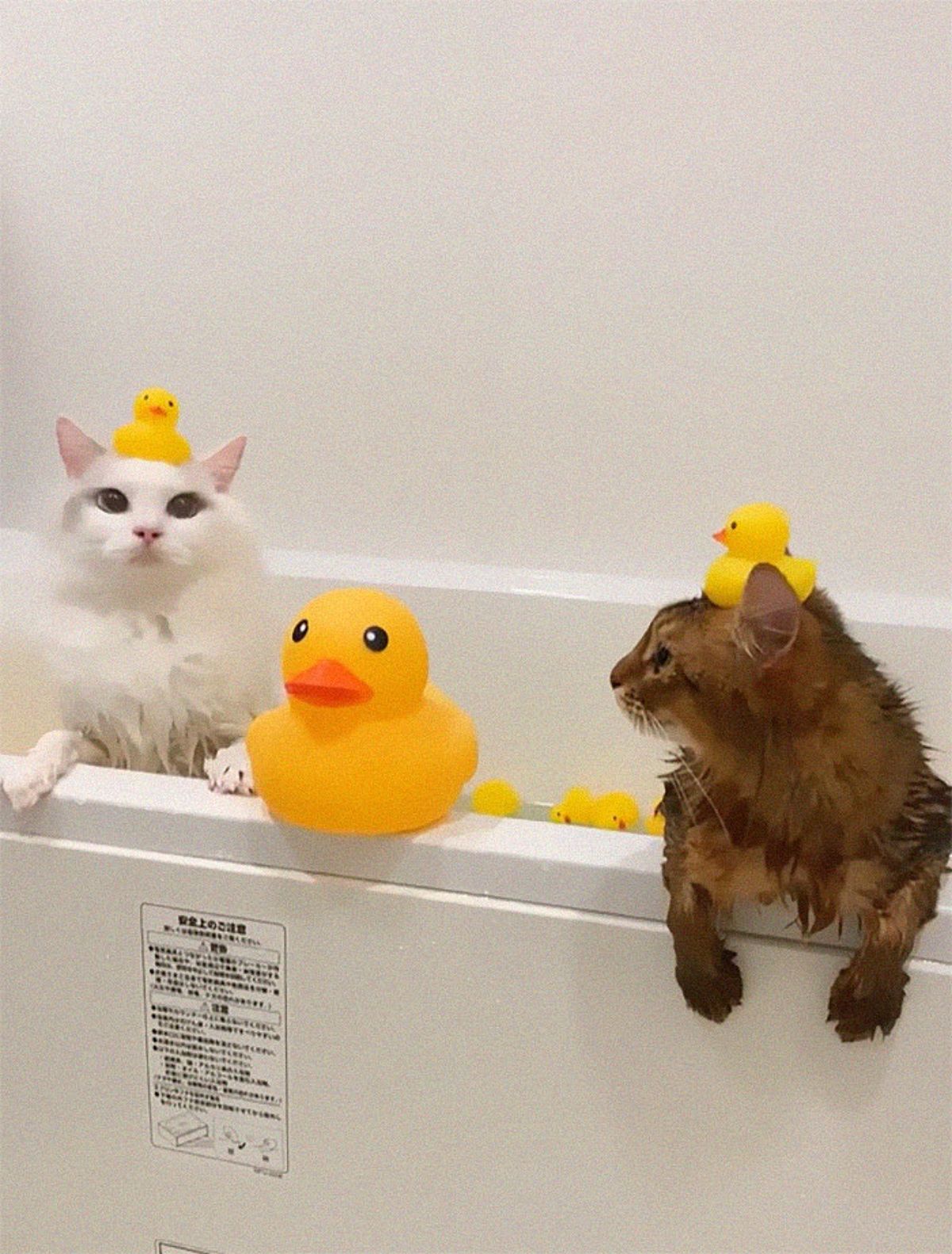 wet white cat and wet brown cat in a white water-filled bathtub with yellow rubber ducks on their heads, the rim of the bathtub in and in the water