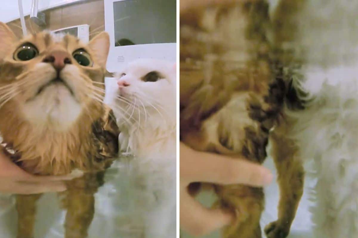 2 photos of a brown cat and a white cat in a bathtub filled with water