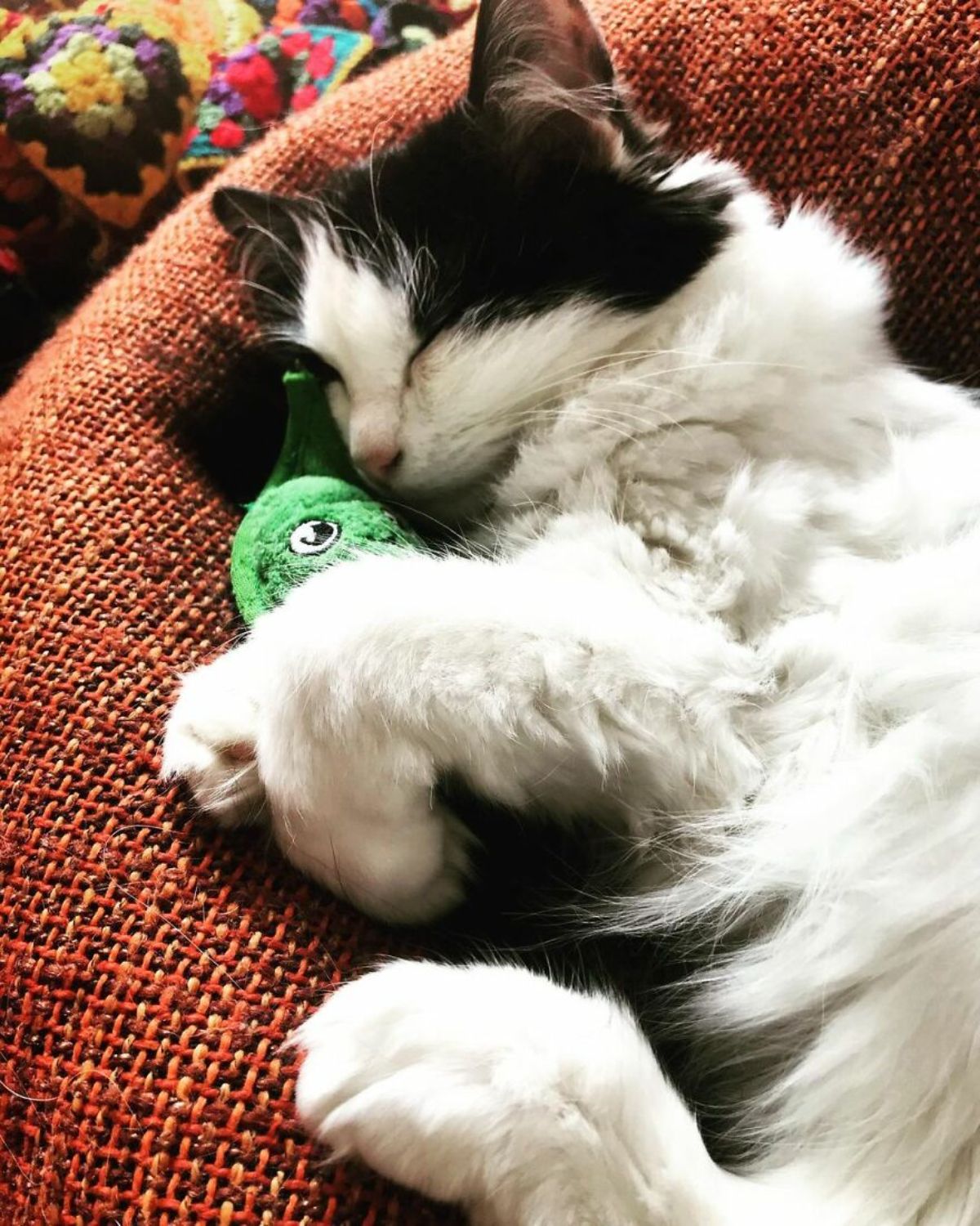 black and white fluffy cat cuddling with a green cucumber stuffed toy on an orange surface