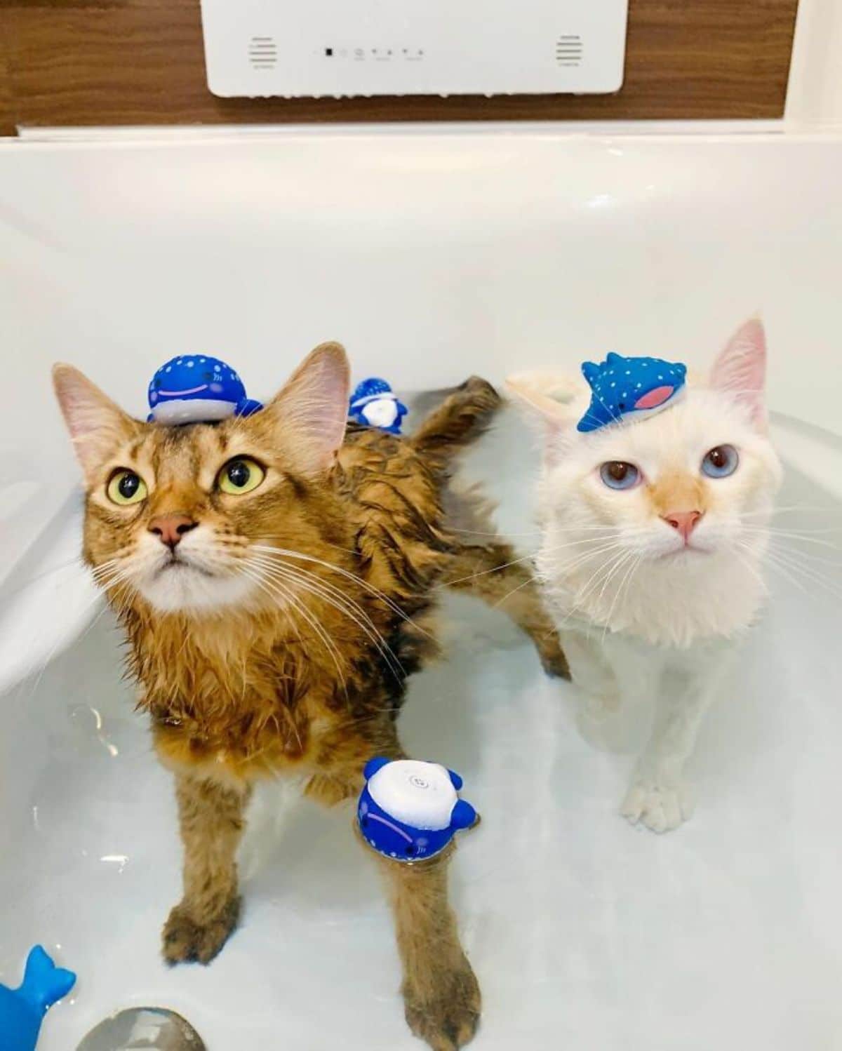 brown cat and white cat in a water-filled bathtub with blue and white plastic fish toys on their heads and in the water