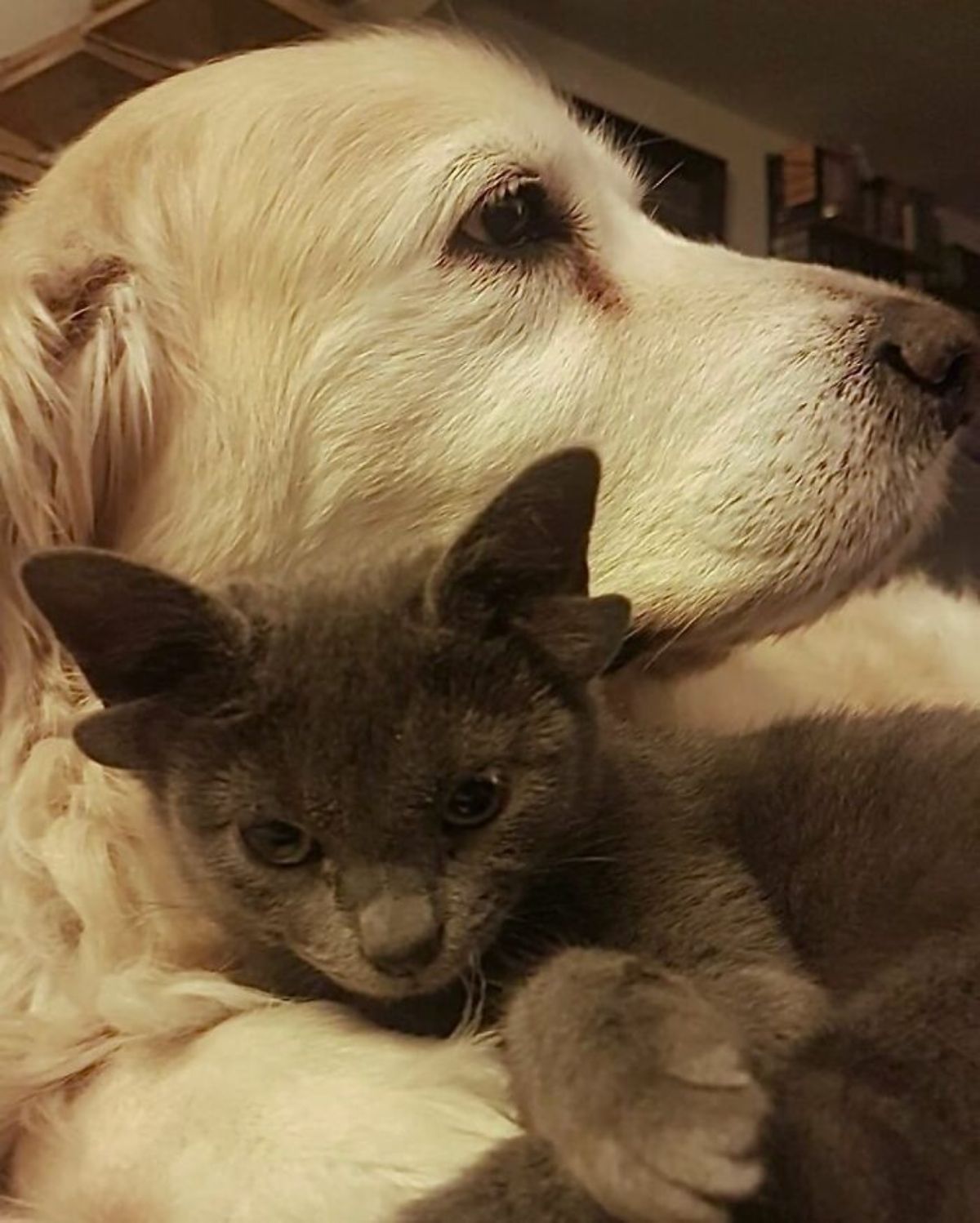 grey kitten with four ears cuddling with a yellow labrador retriever