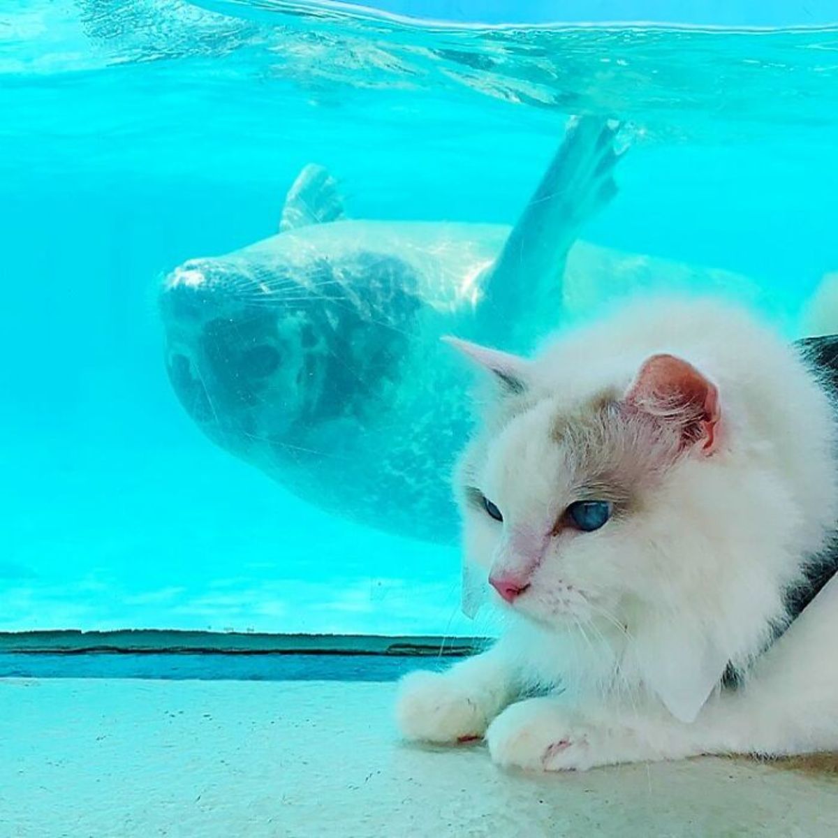 white cat in a black harness laying next to a seal in a tank