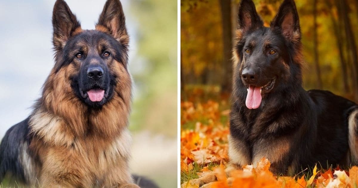 150 Best German Shepherd Names With Origins - Dog Dispatch