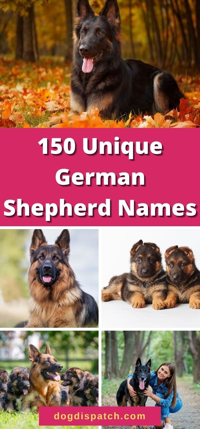 150-best-german-shepherd-names-with-origins-dog-dispatch