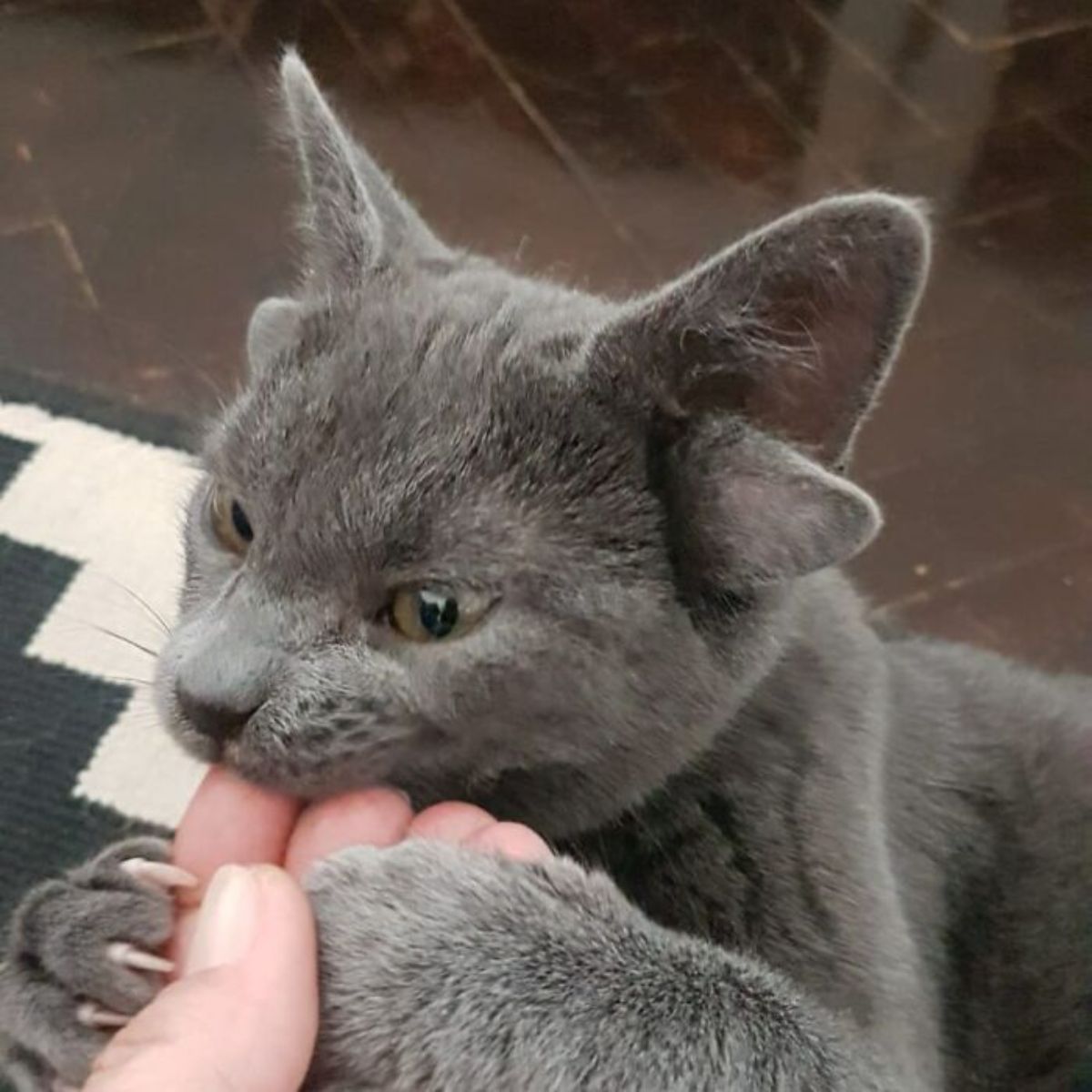 grey kitten with four ears holding someone's hand and biting it while the claws of one paw is out