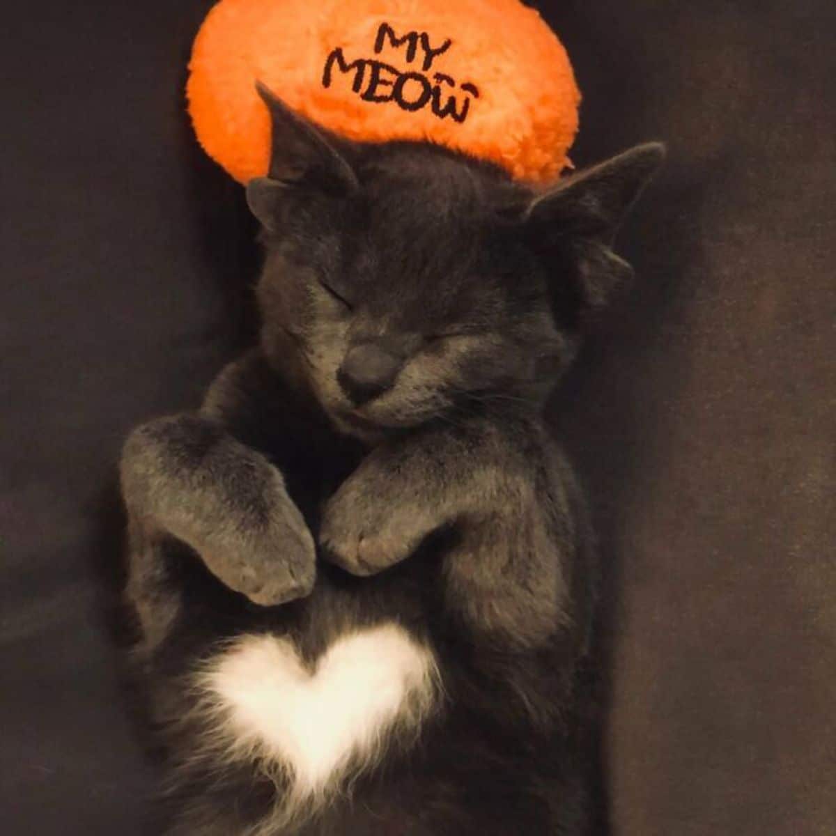 grey kitten with four ears sleeping belly up with an orange stuffed toy behind the head that says my meow