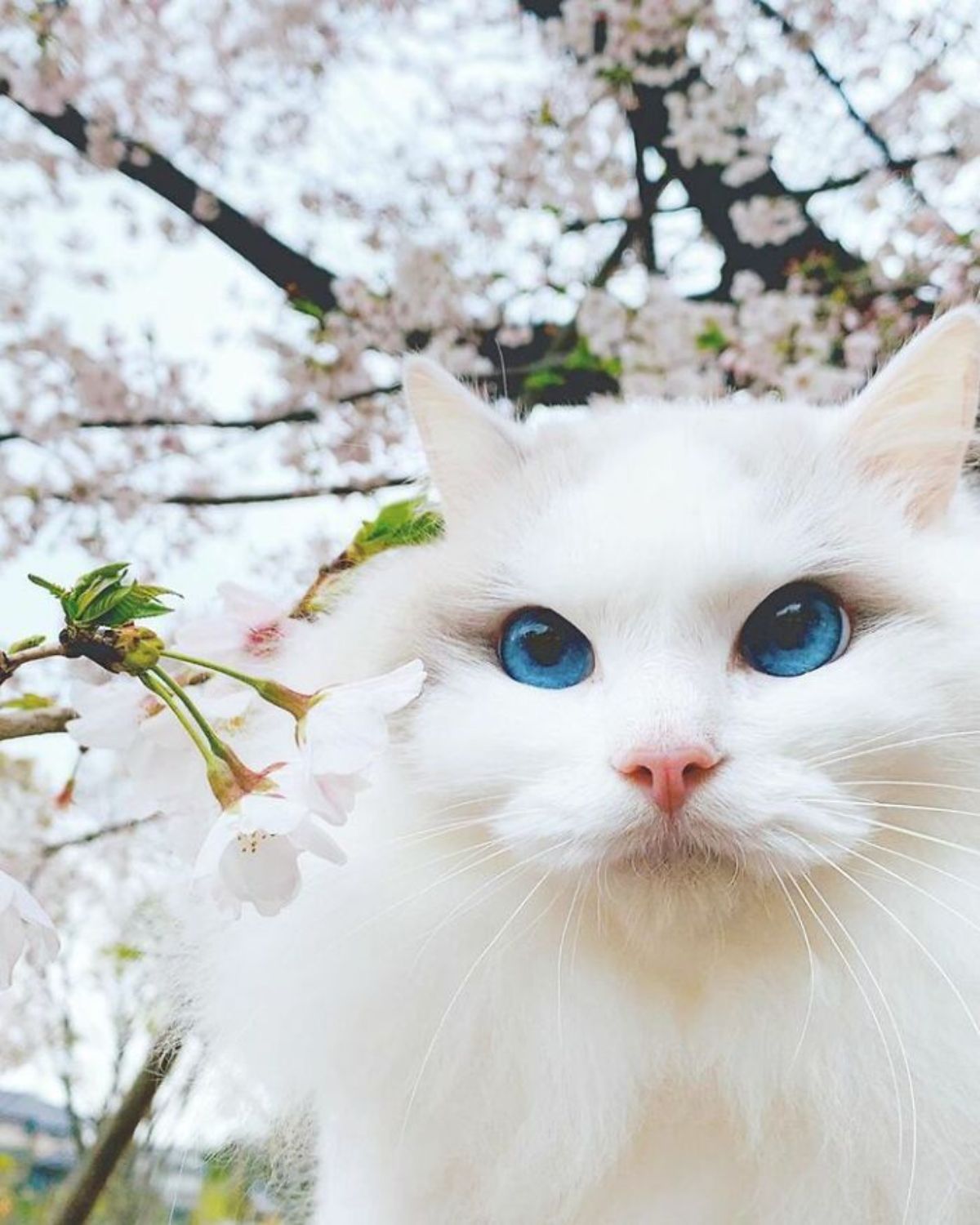 white cat next to trees of white flowers
