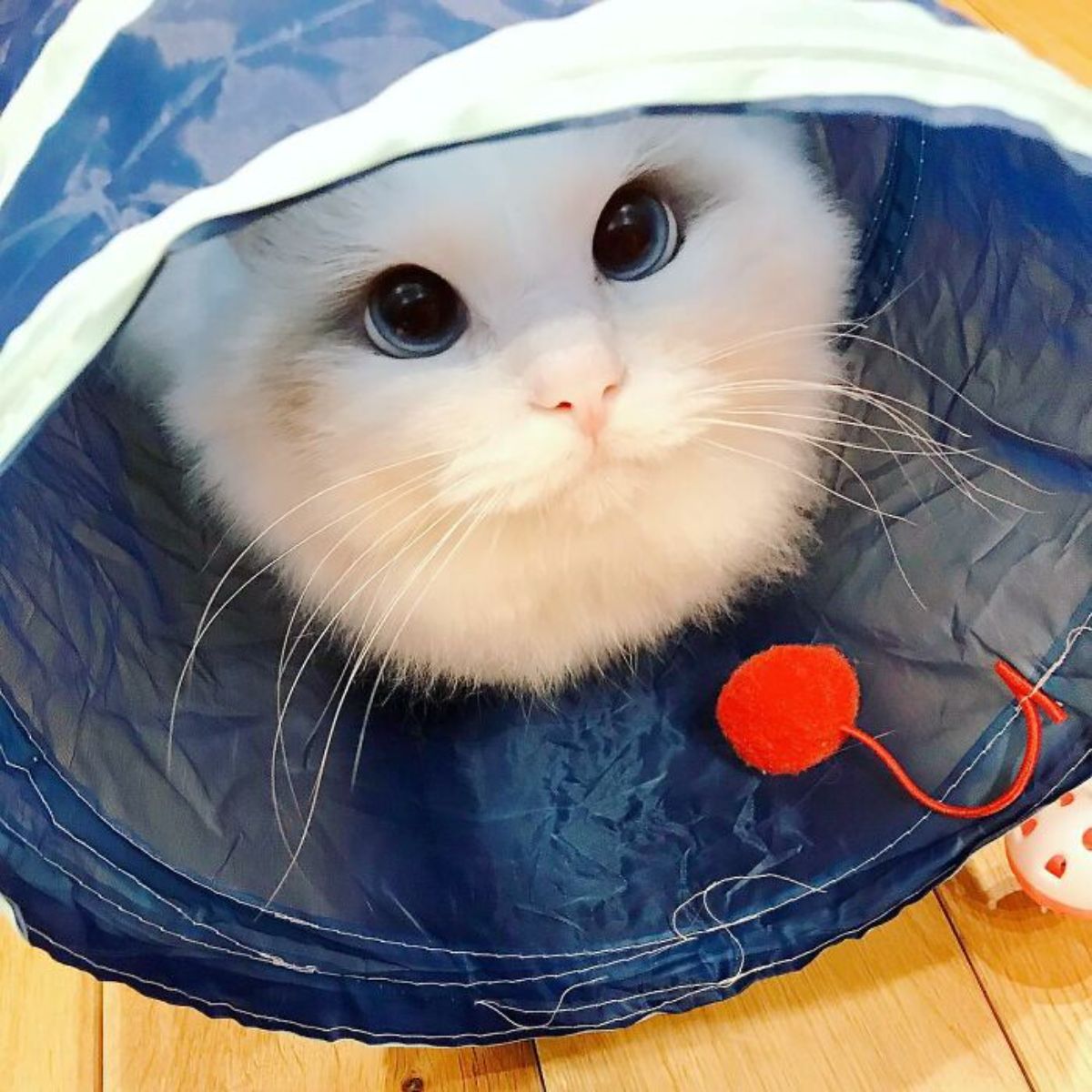 white cat in a blue cat tunnel toy