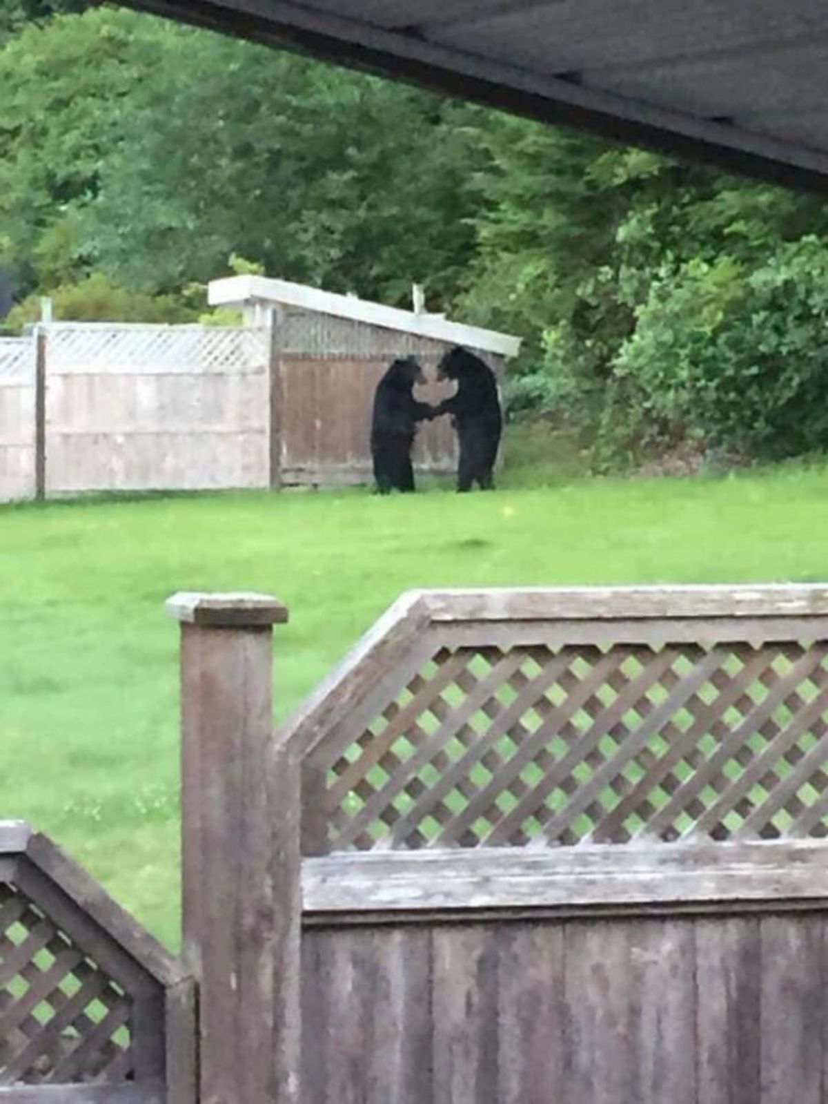 2 adult black bears standing on their hind legs and holding front paws together by a fence