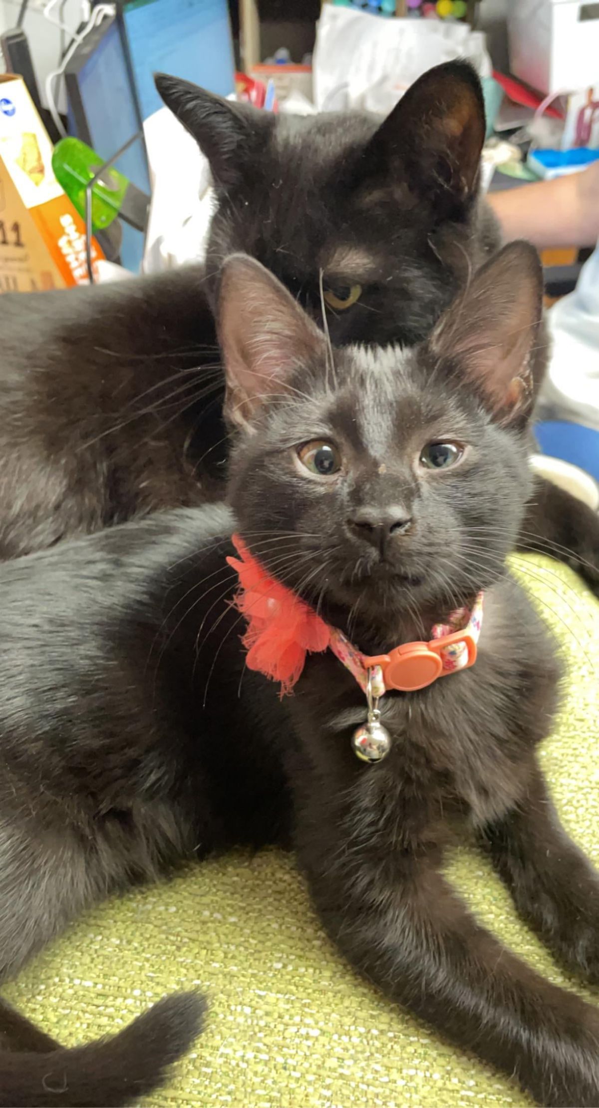 2 black kittens laying on a green blanket with the one in the front wearing a red collar