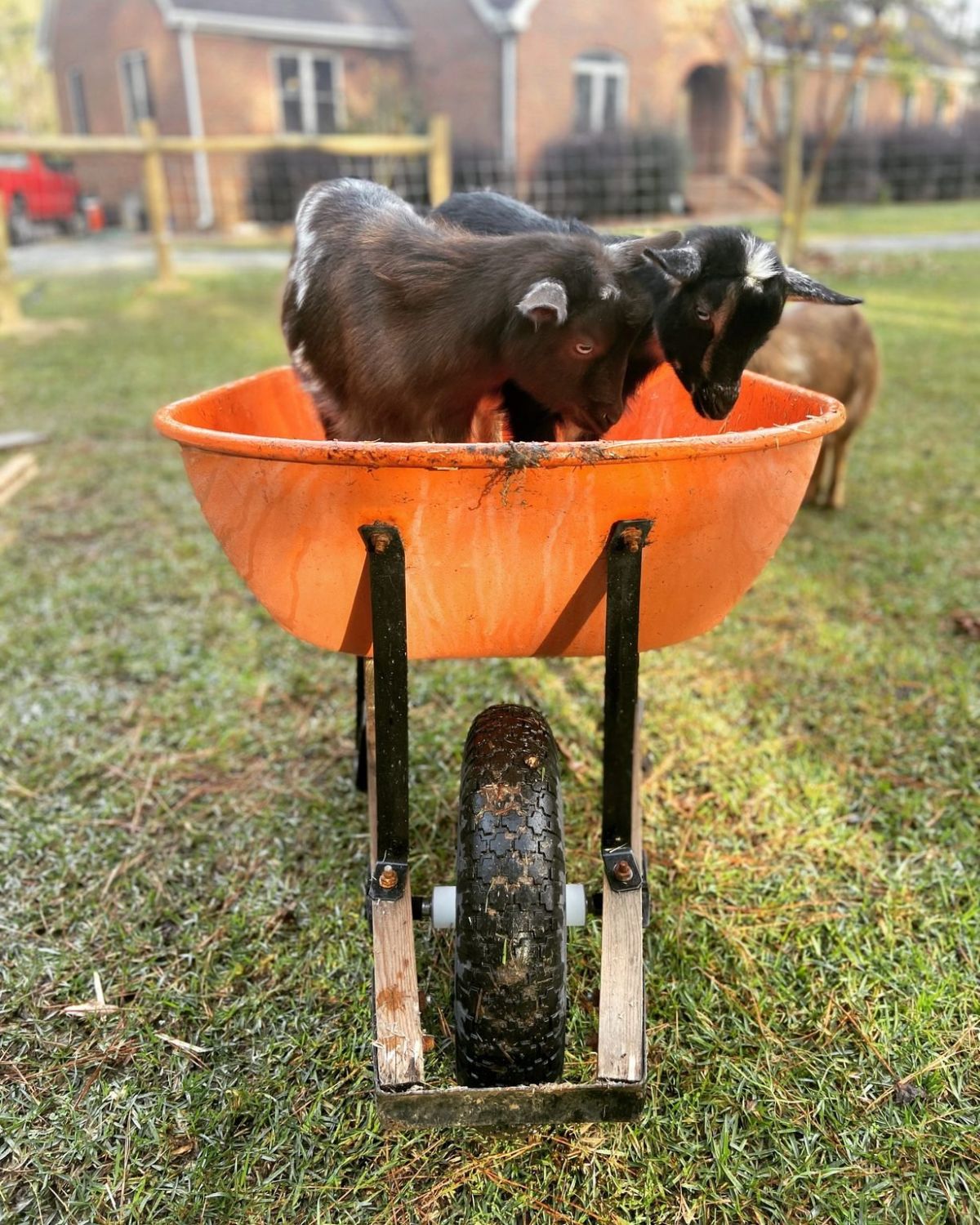 2 brown and black baby goats in an orange wheelbarrow