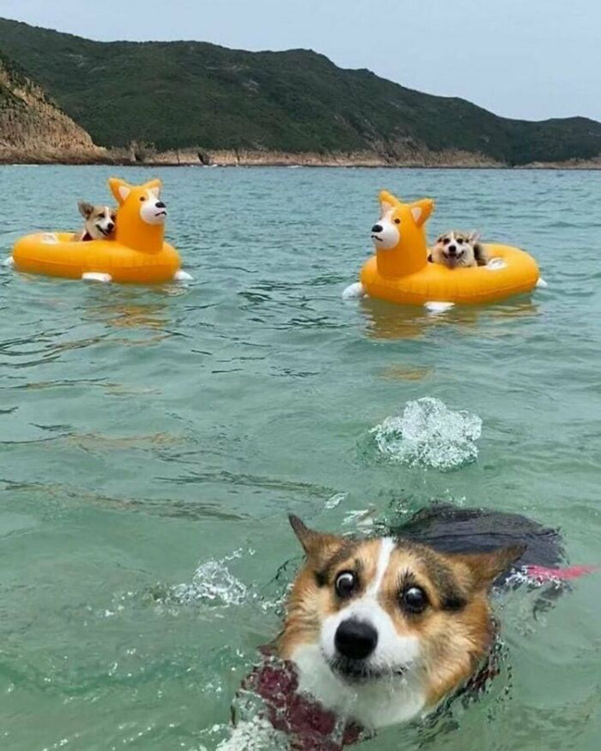 2 brown and white corgis sitting in orange and white corgi floats in water with a brown white and black corgi swimming in the ocean looking scared