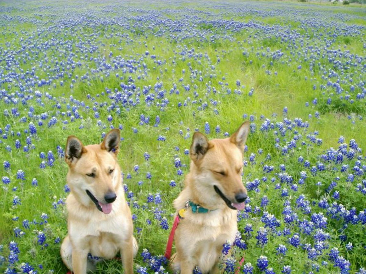 2 brown dogs in a field of purple flowers