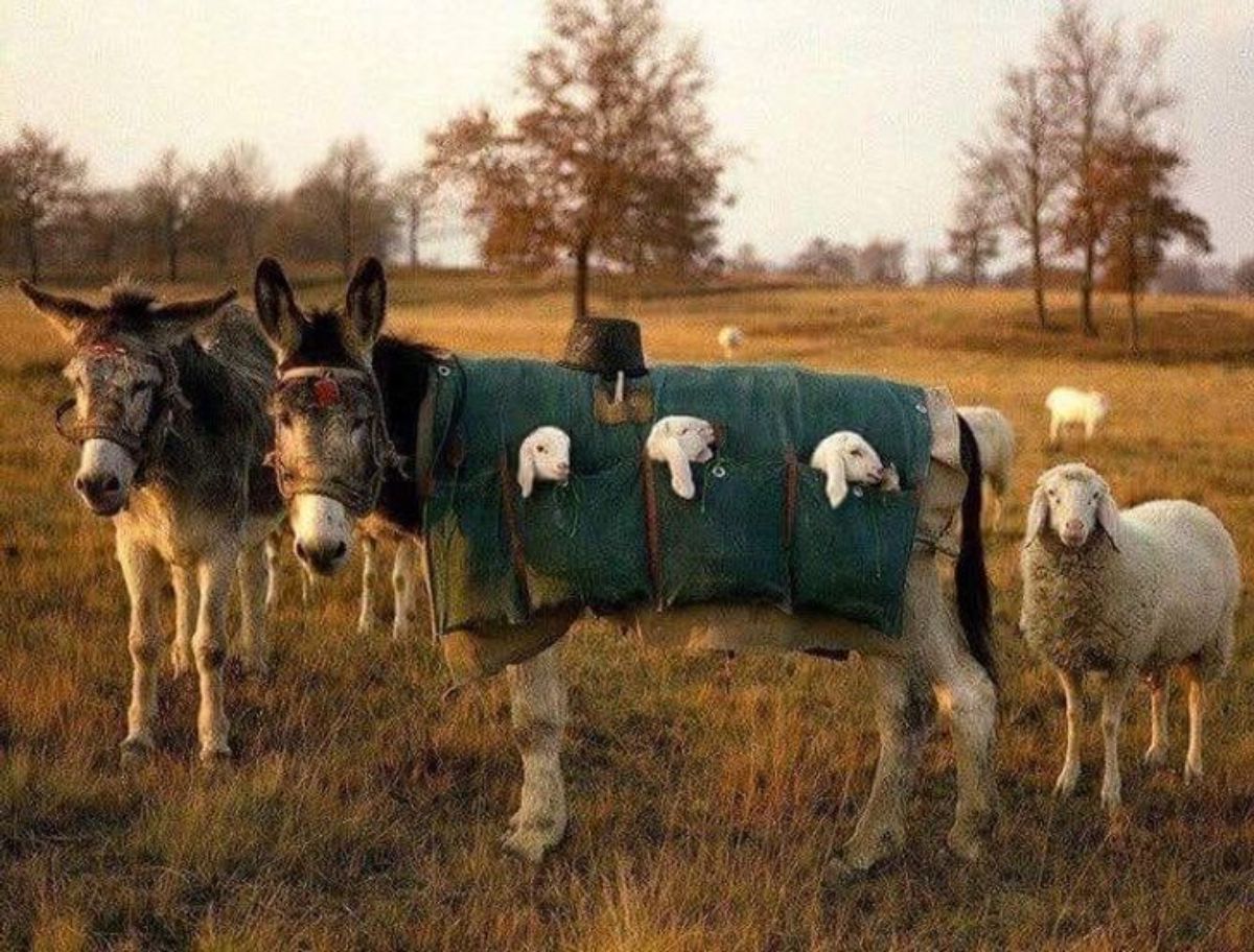 2 donkeys and a sheep standing in a field with one donkey wearing a green blanket with pockets that have 3 lambs in them