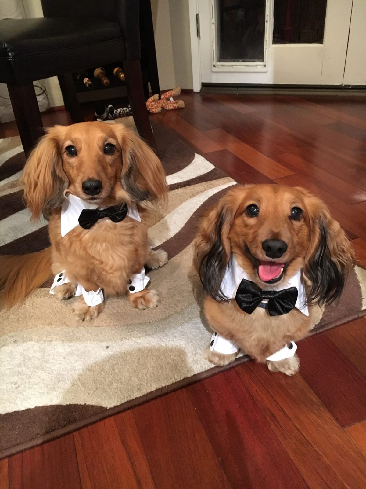 2 fluffy brown dachshuns wearing collars with bow ties and white shirt sleeves with black buttons