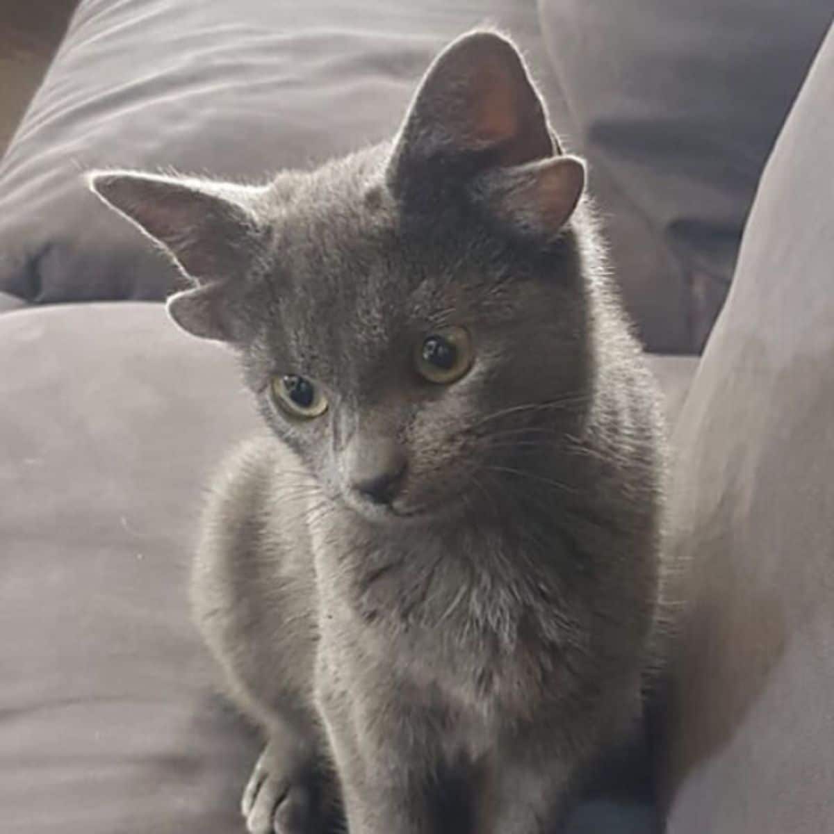 grey kitten with four ears sitting on a grey sofa