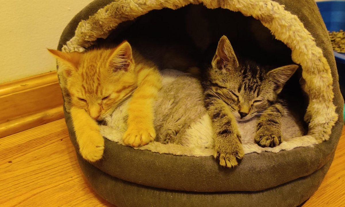 2 kittens 1 orange and 1 grey tabby sleeping inside a brown cat bed