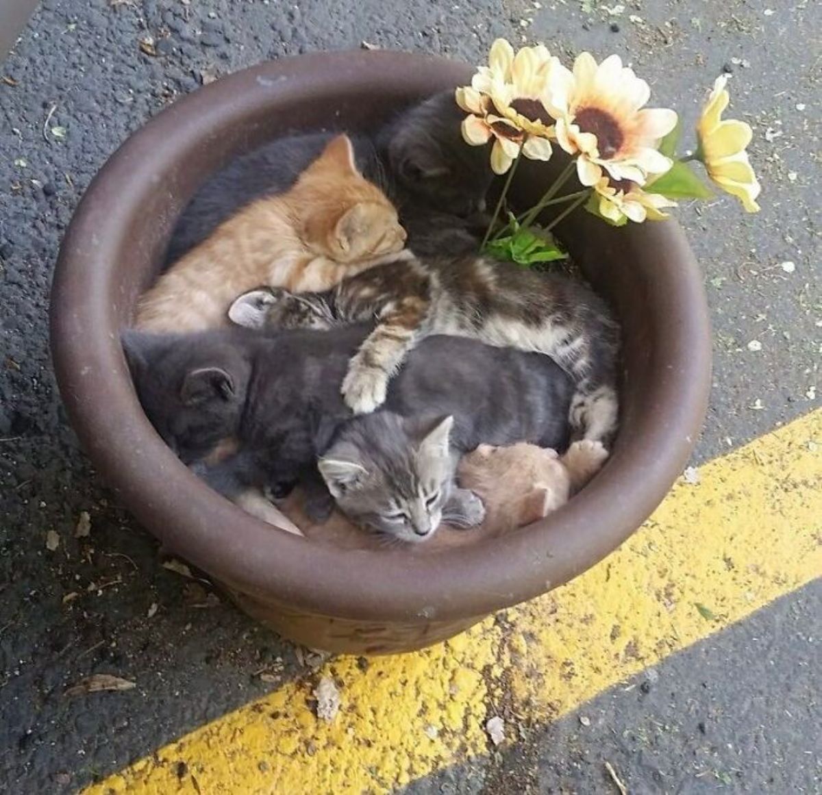 2 orange kittens 2 black kittens and 2 brown tabby kittens sleeping in a brown pot with sunflowers growing out of it