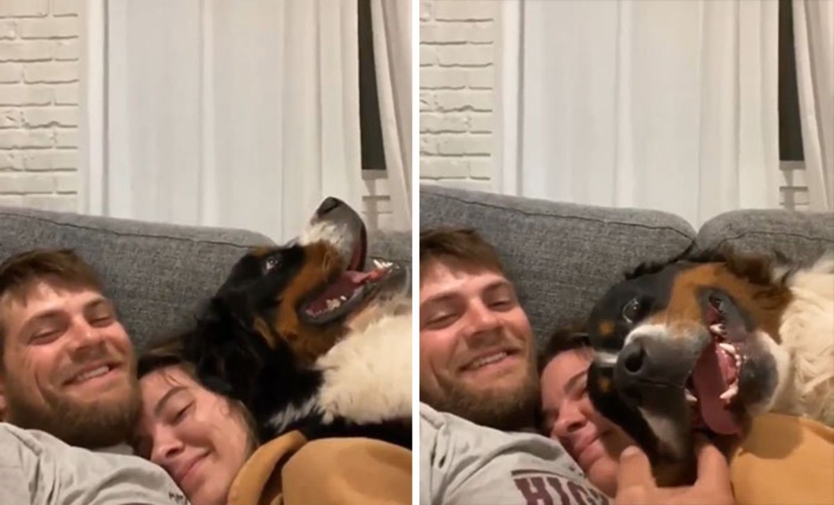 2 photos of a bernese mountain dog on a couple cuddling together on a sofa
