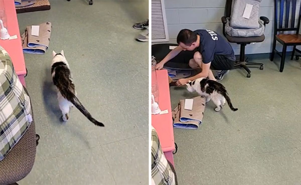 2 photos of a black and white cat walking on the flor and standing next to a man squatting on the floor