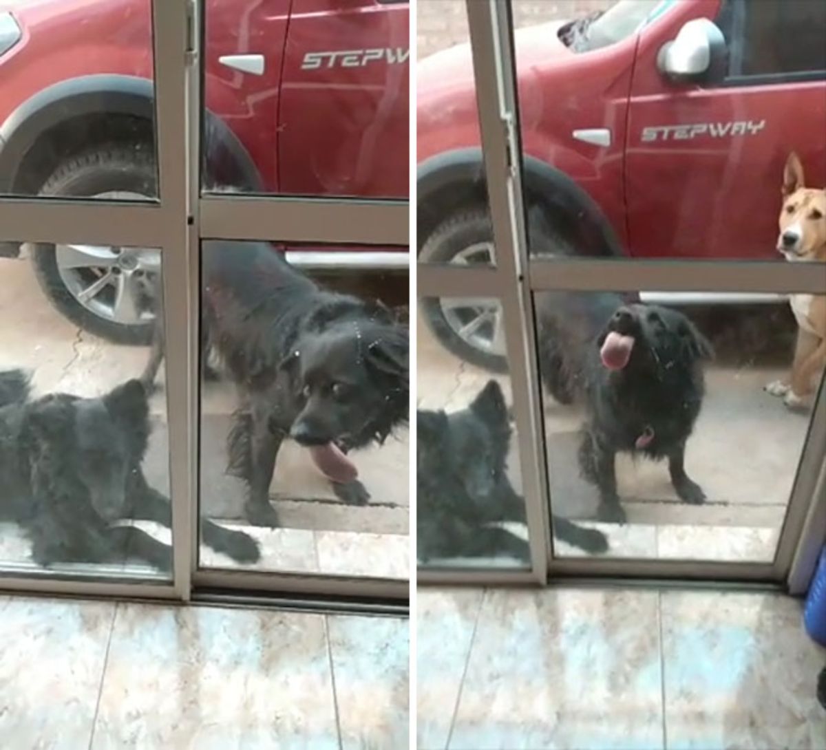 2 photos of a black dog licking a glass door while a black dog lays on the floor next to it and a brown and dog and a red truck is behind them