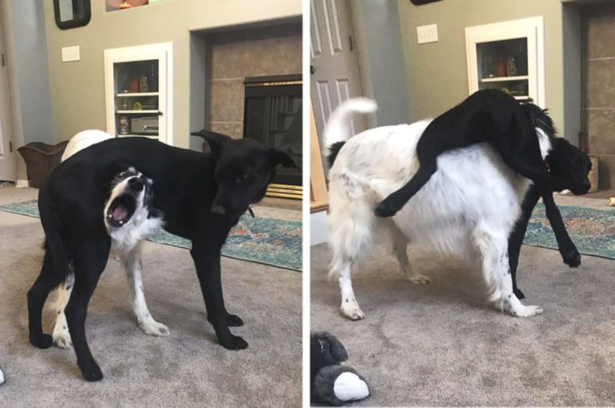 2 photos of a black dog with a black and white dog sticking its face under it