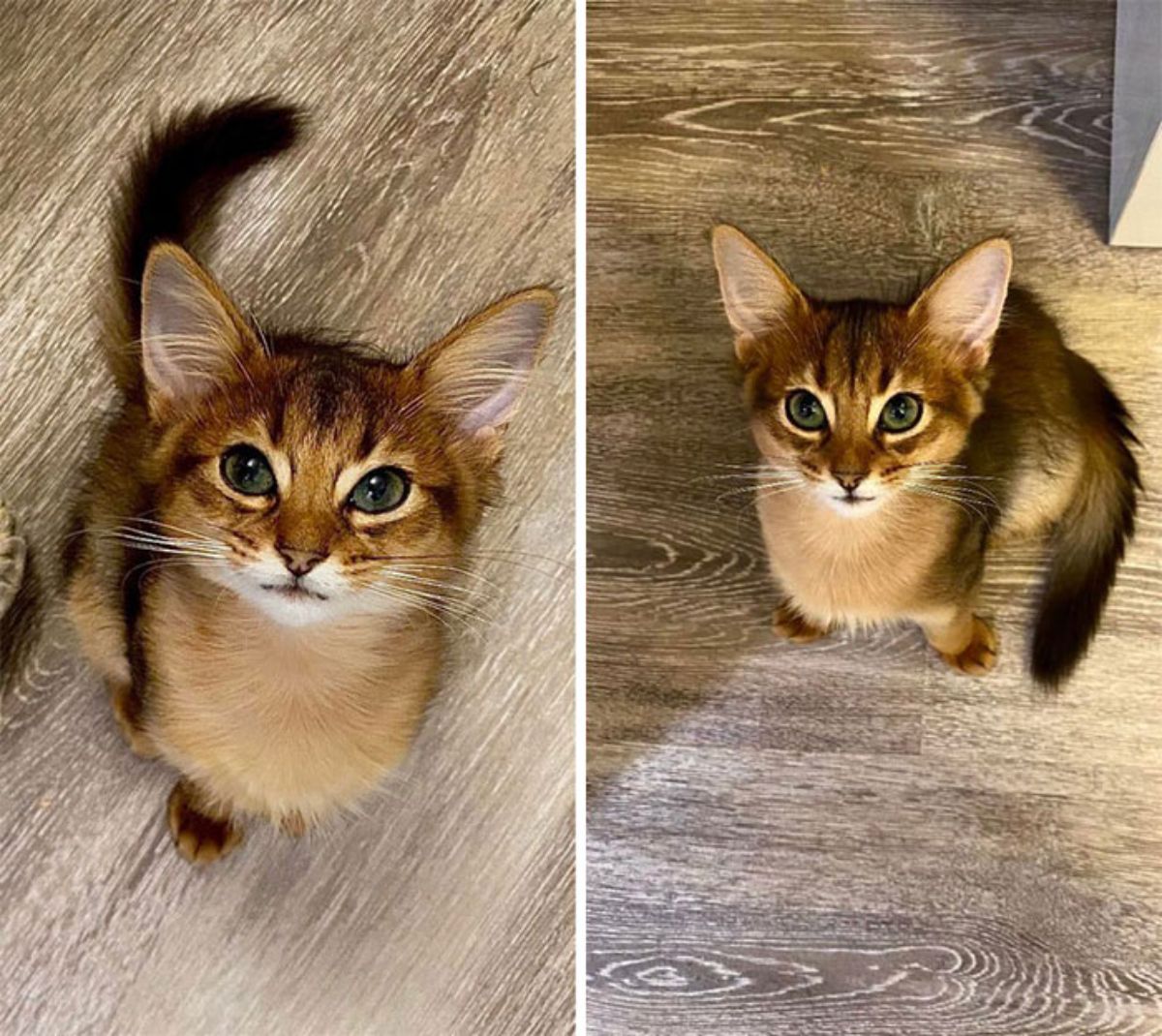 2 photos of a brown and black fluffy kitten sitting on the wooden floor
