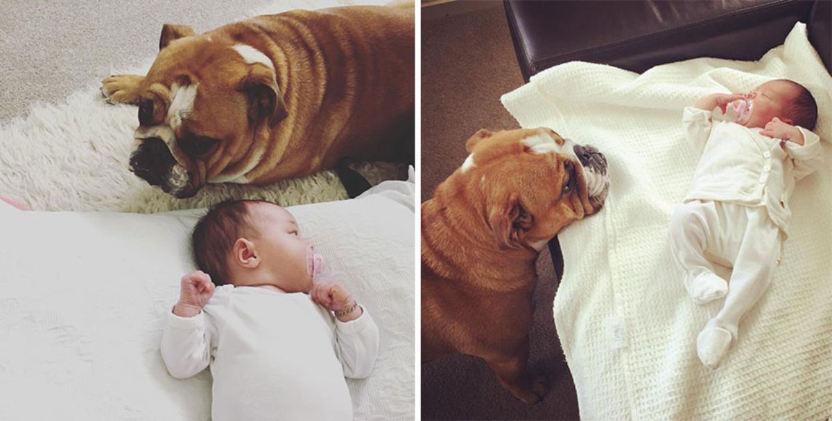 2 photos of a brown and white bulldog next to a baby