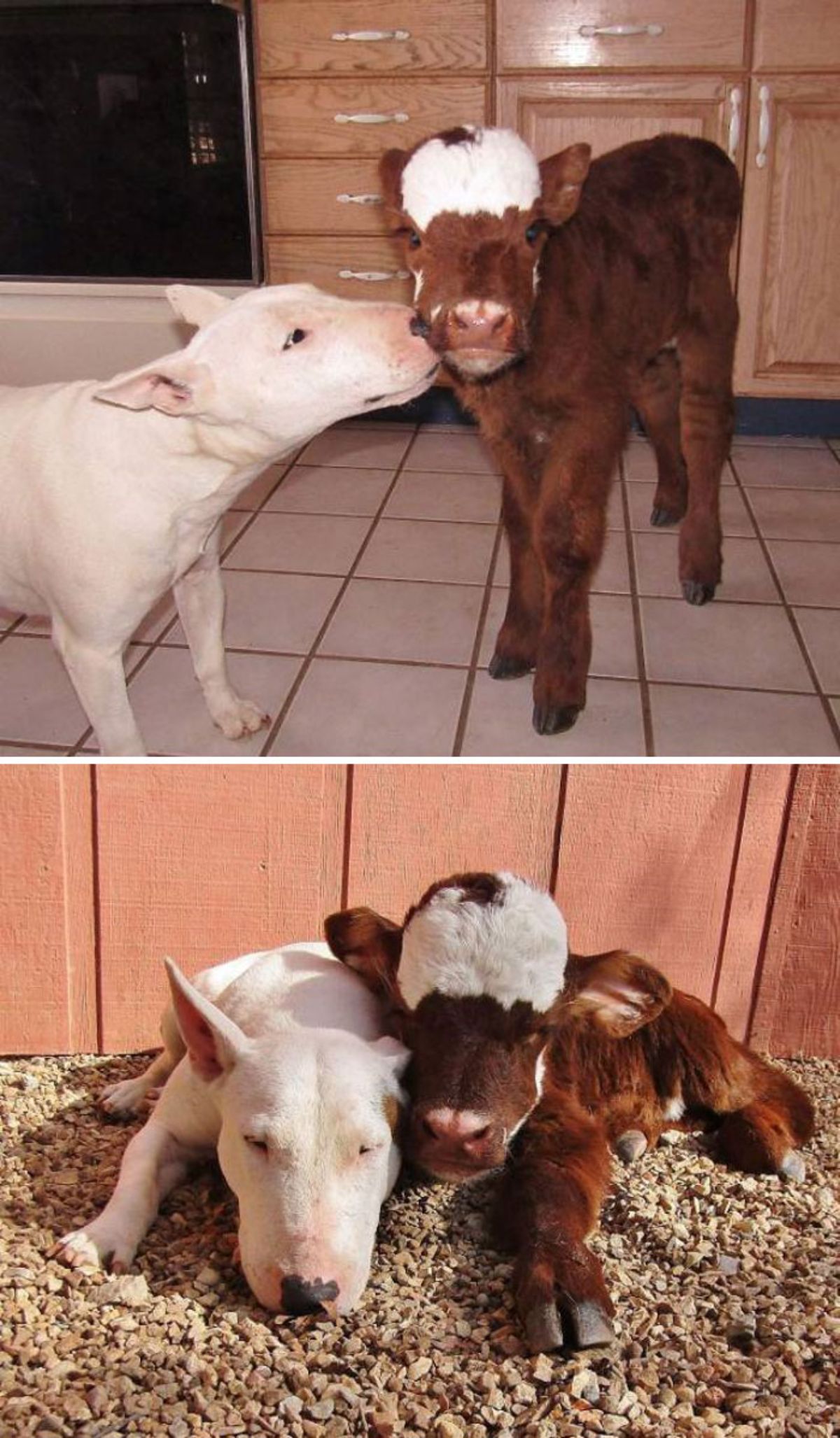 2 photos of a brown and white calf with a white dog, a brown and white calf getting nuzzled by a white dog in the first photo, and the two of them cuddling together in the second photo