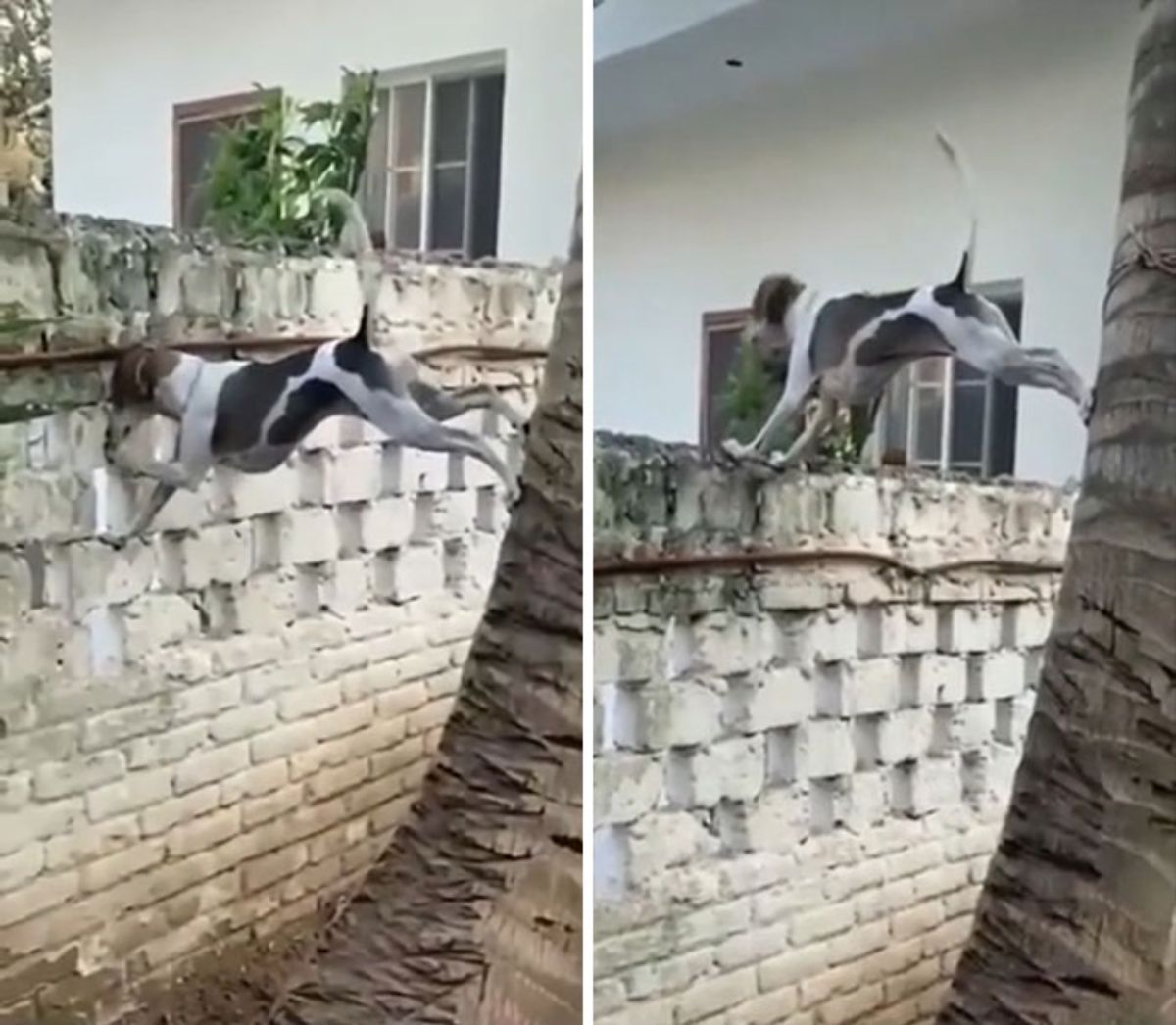 2 photos of a brown and white dog with the two front legs on a wall and the back legs on a tree to climb the wall and look over it