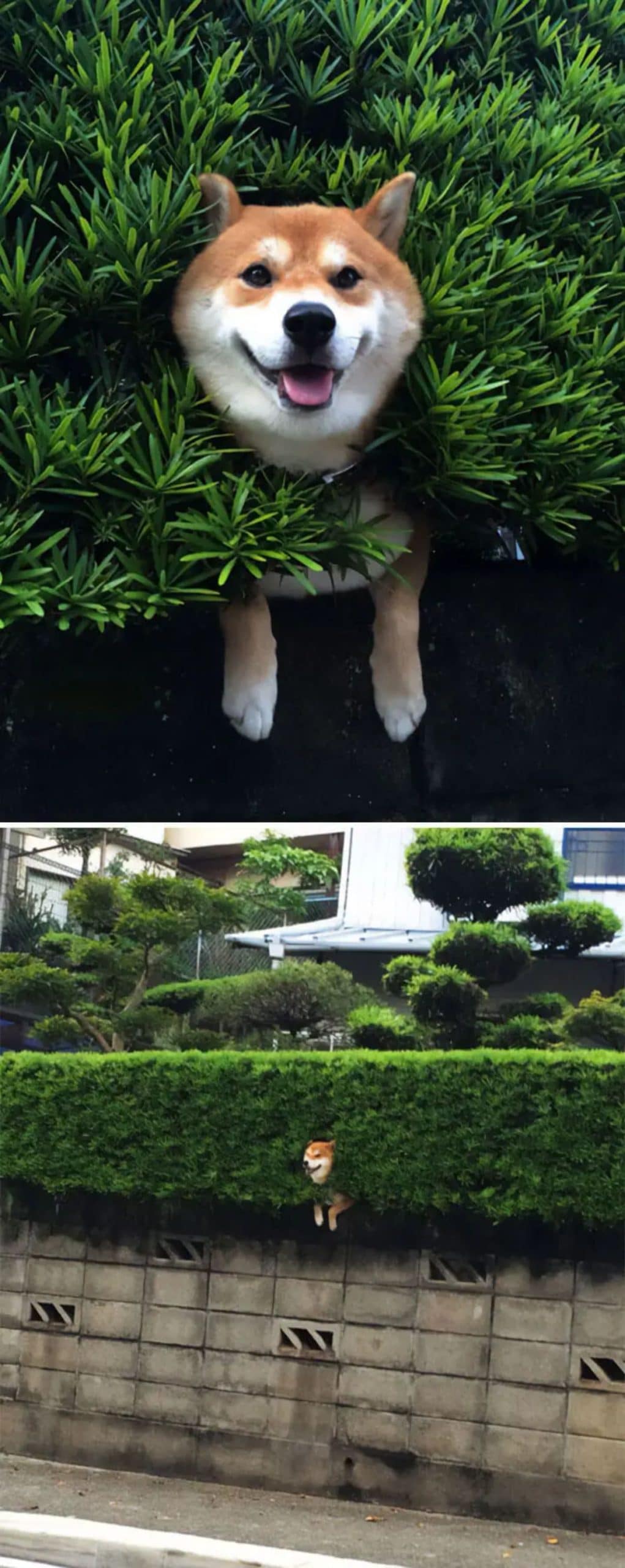 2 photos of a brown and white shiba inu stuck in a bush