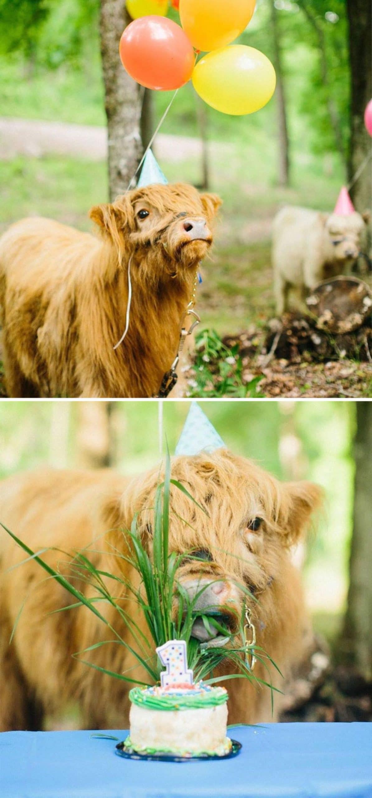 2 photos of a brown calf wearing a blue birthday hat wearing 2 orange and yellow balloons and standing in front of a small cake with a 1 candle on the top with some grass