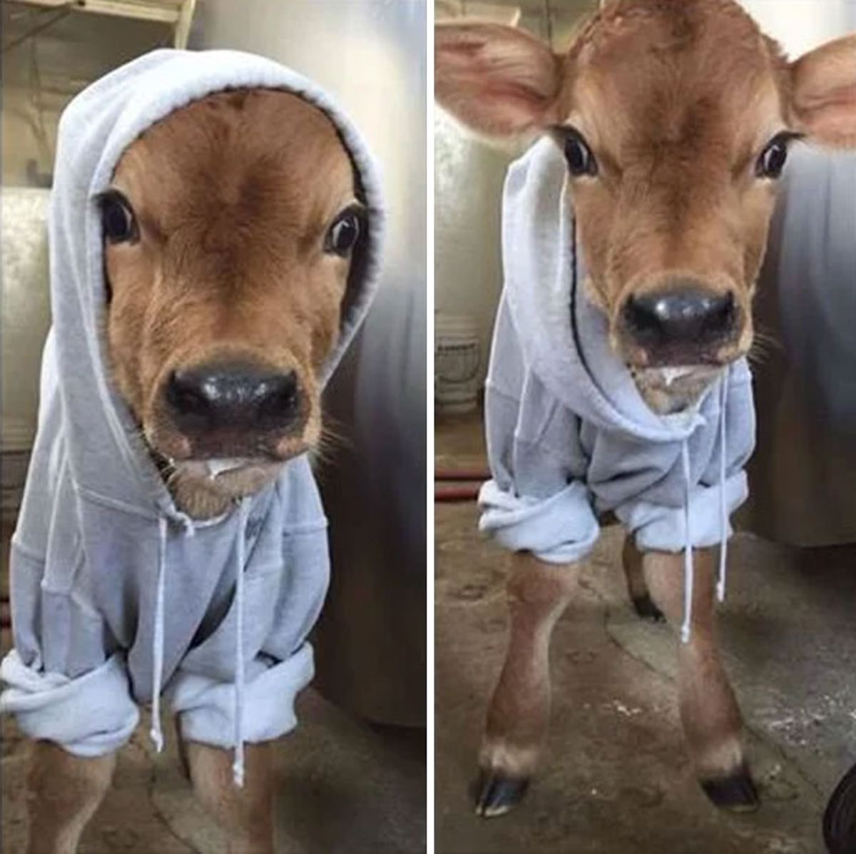 2 photos of a brown calf wearing a blue hoodie