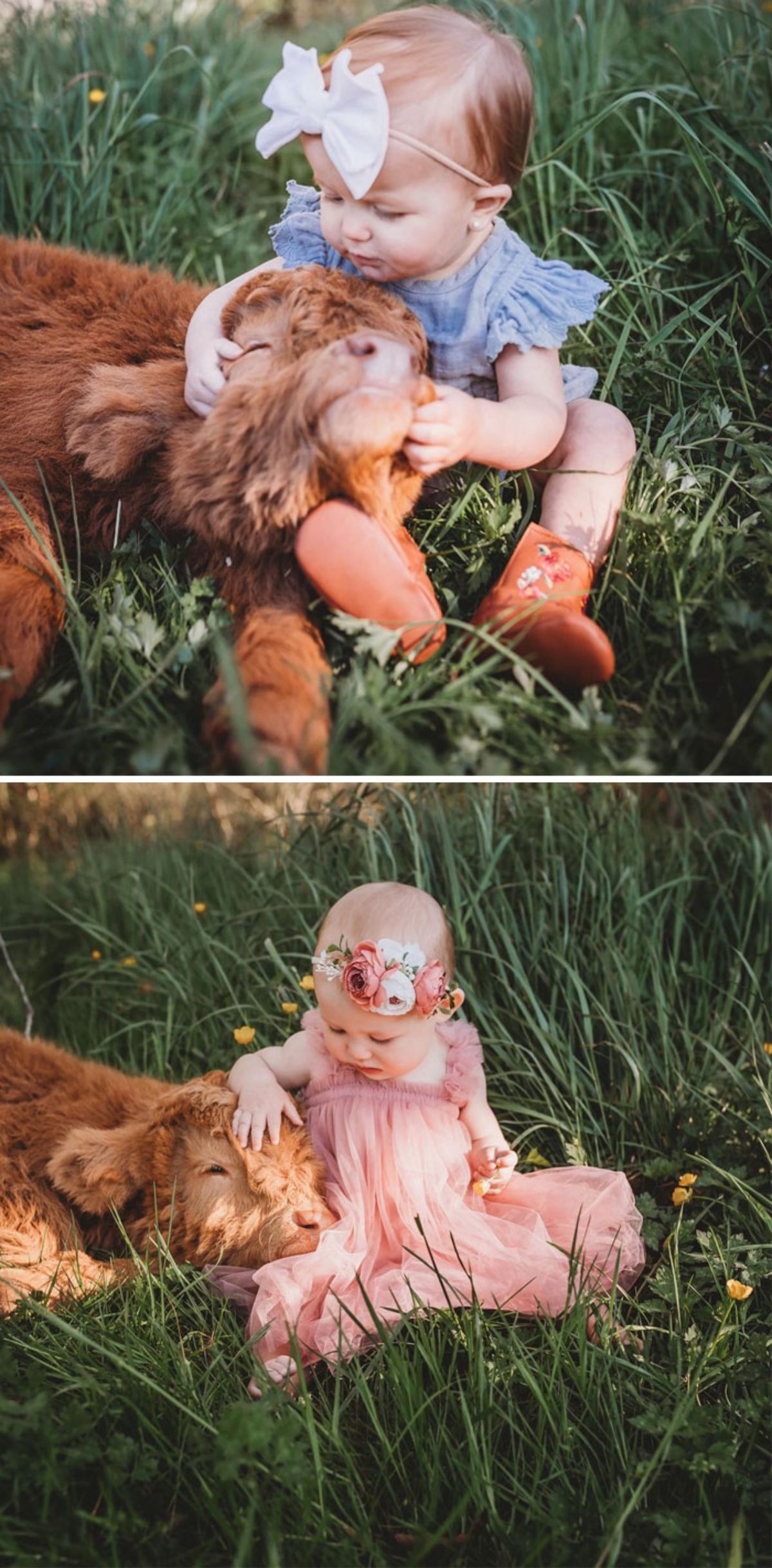 2 photos of a brown calf with a little girl sitting on grass