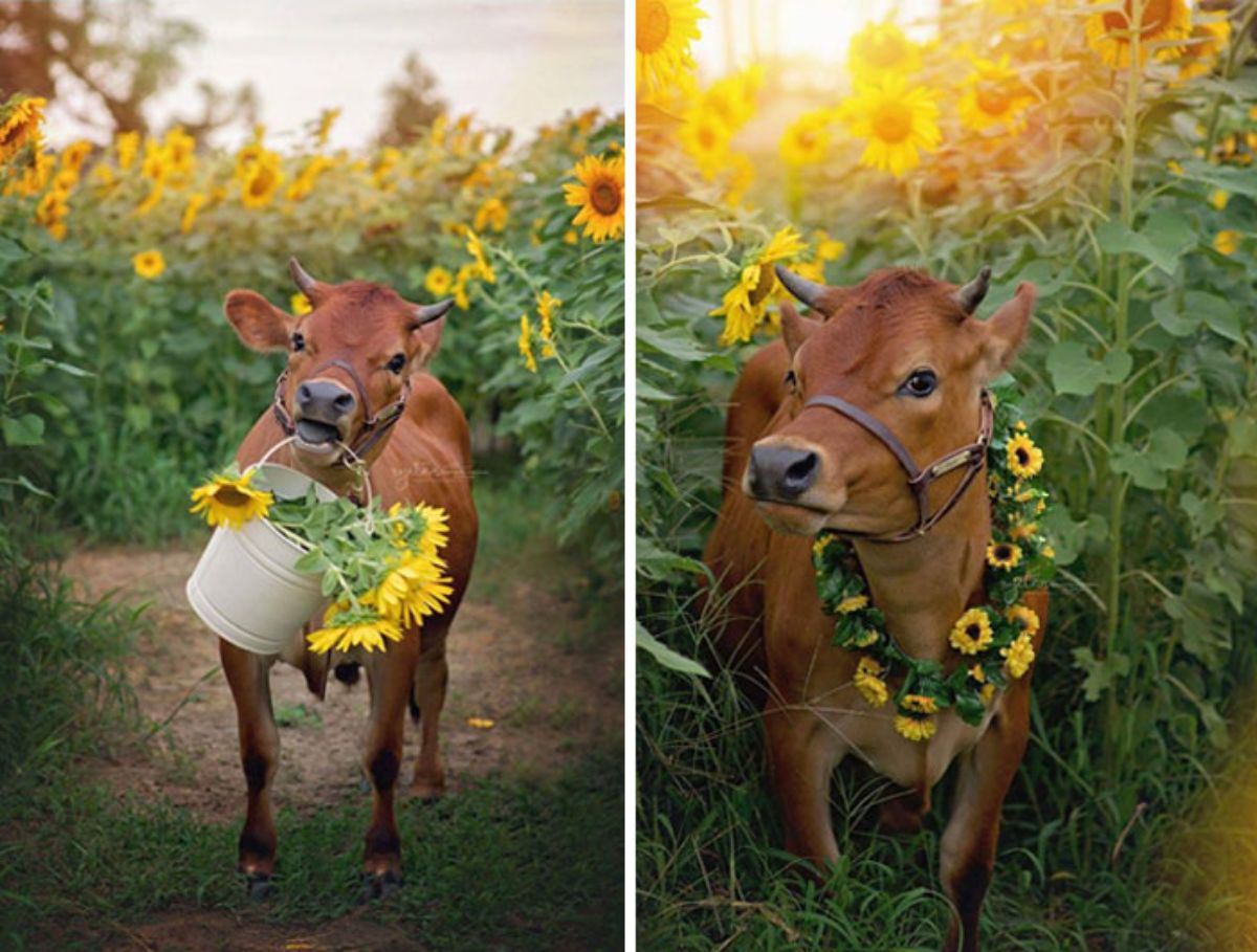 2 photos of a brown cow in a field of sunflowers, holding a bucket of sunflowers in the first photo, and with a garland of sunflowers around the neck in the second photo