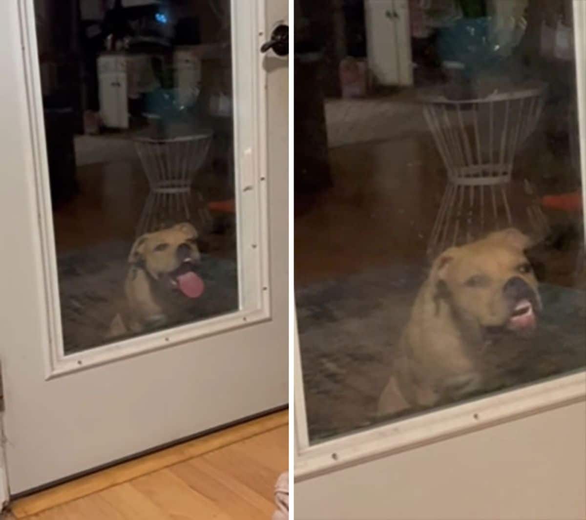 2 photos of a brown dog at a glass door with the face placed against the glass
