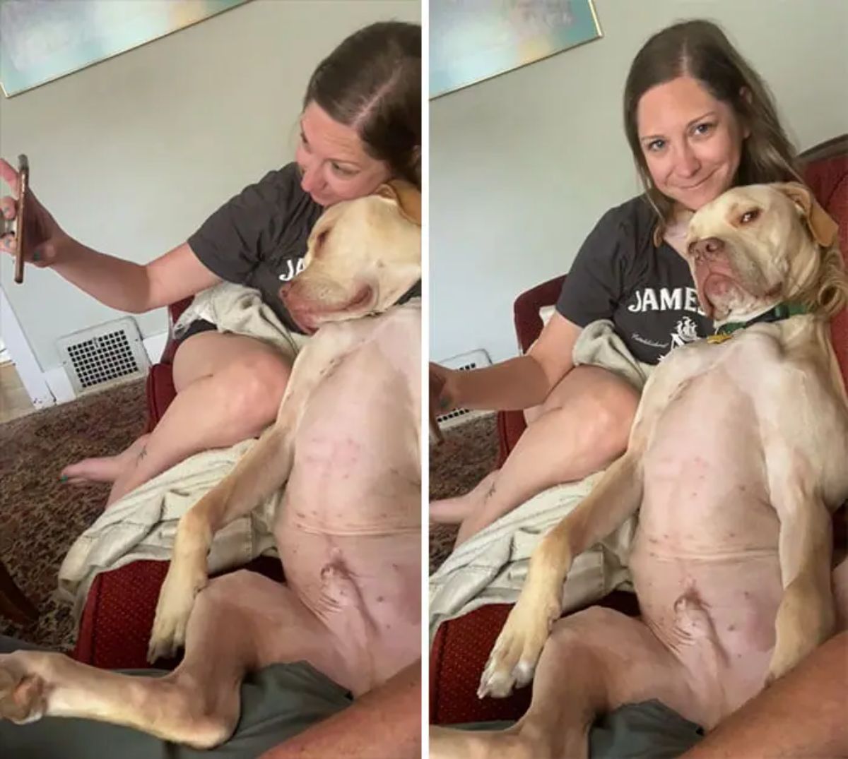 2 photos of a brown pitbull leaning against a woman on a sofa