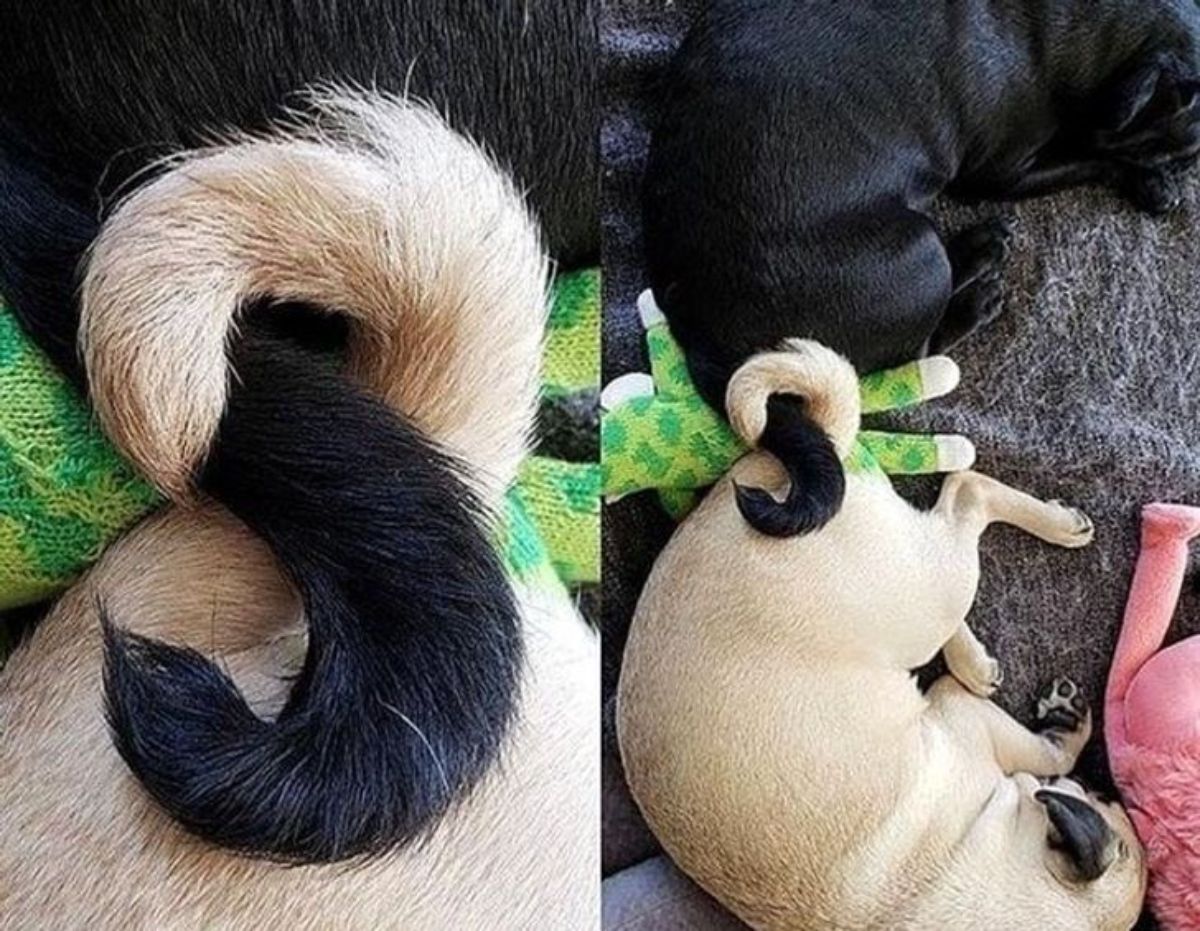 2 photos of a brown pug and and black pug having their tails intertwined