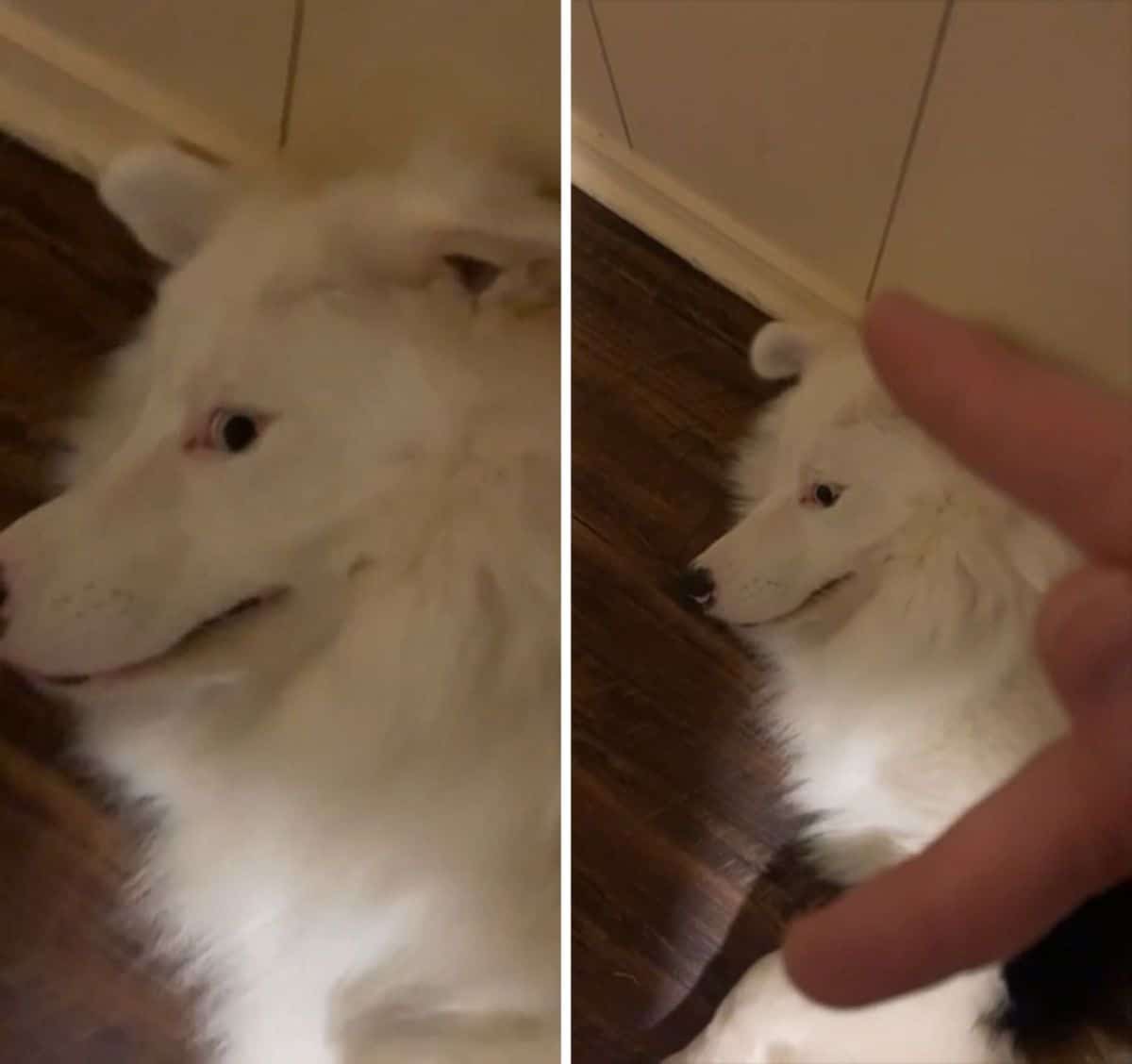 2 photos of a fluffy white dog laying on the floor