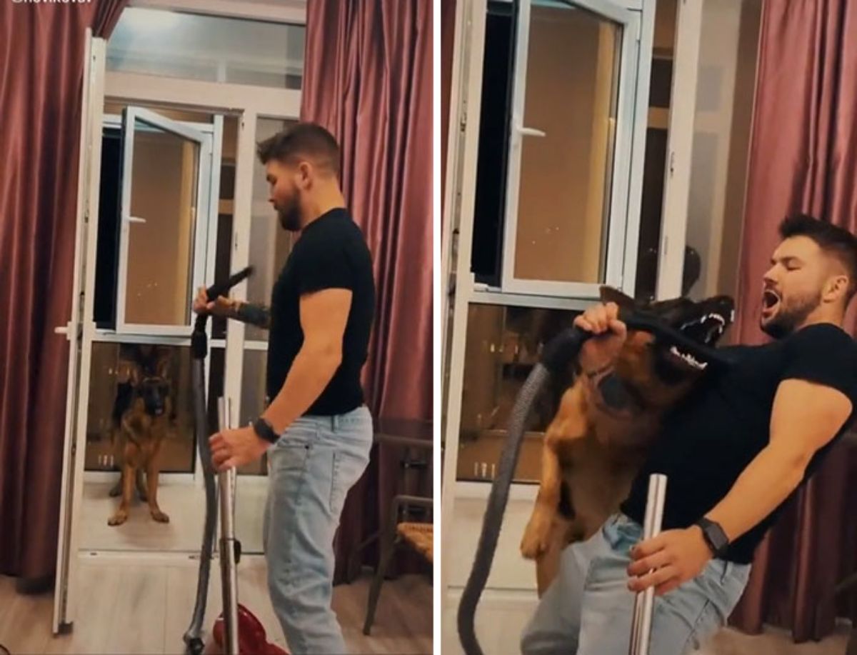 2 photos of a german shepherd trying to help the man pretending to get sucked in by a vacuum cleaner
